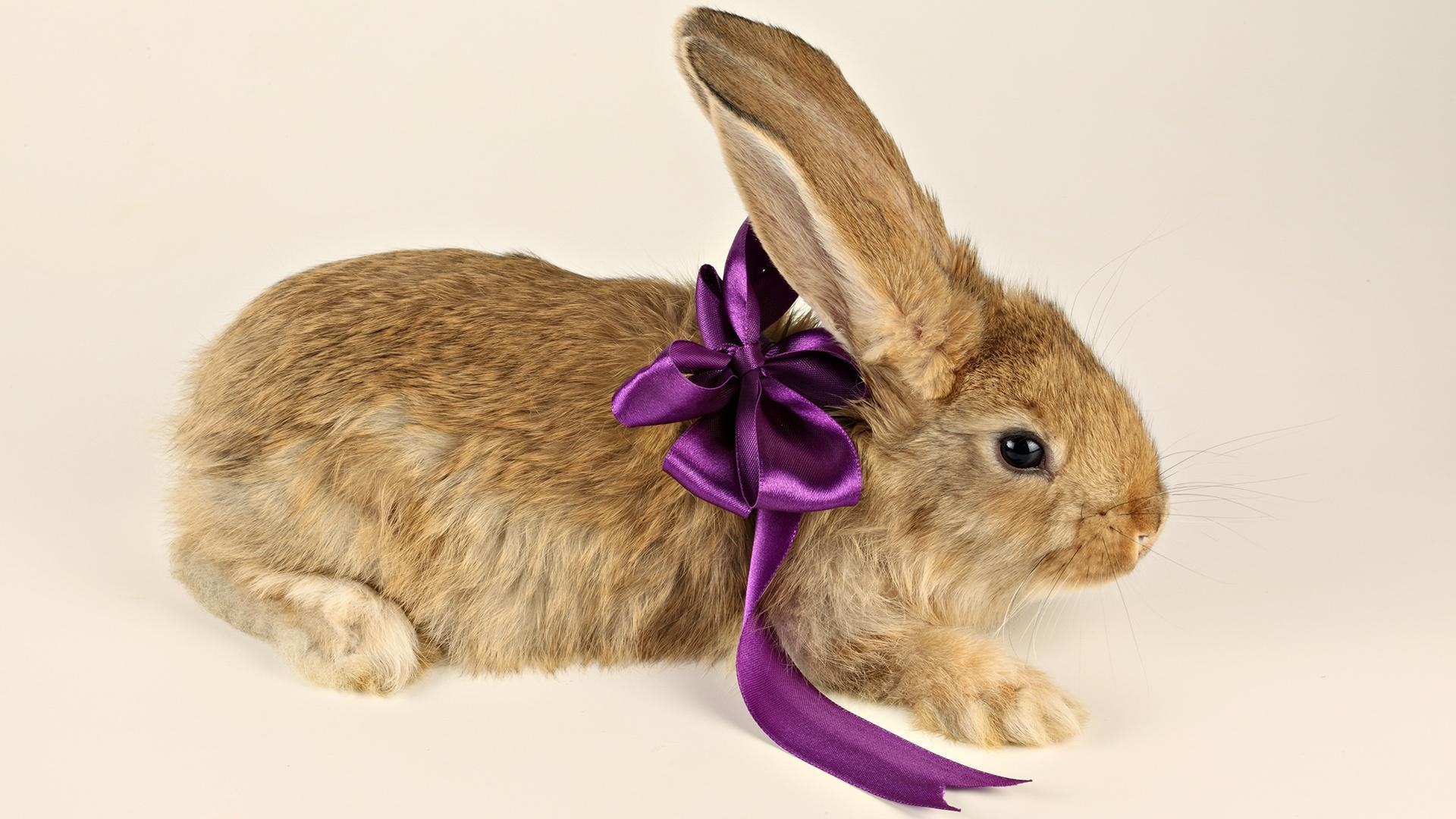 present, soft, animal, bunny, easter, rabbit, furry, 1080P, animals, holiday, cute, HD Wallpaper