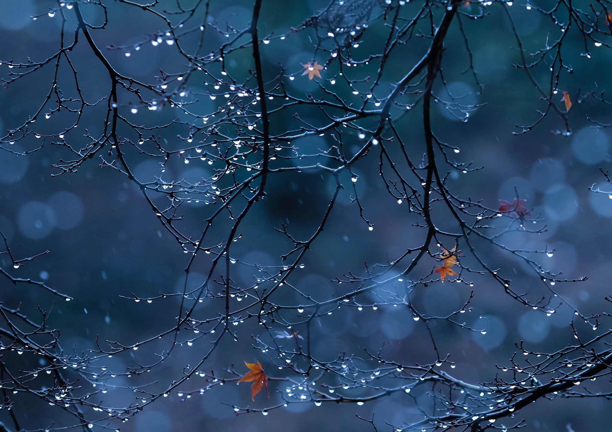 christmas, fragility, weather, focus on foreground, branch, winter, season, vulnerability, black, snow, backgrounds, complexity, 1080P, drop, foliage, HD Wallpaper