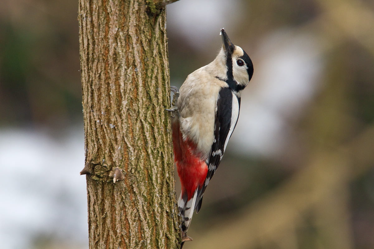 480P, wildlife, animal, forest, outdoors, black, nature, di, beak, bird, rosso, white, perched, tree, picchio, me, red, animals In The Wild, gear, branch, HD Wallpaper