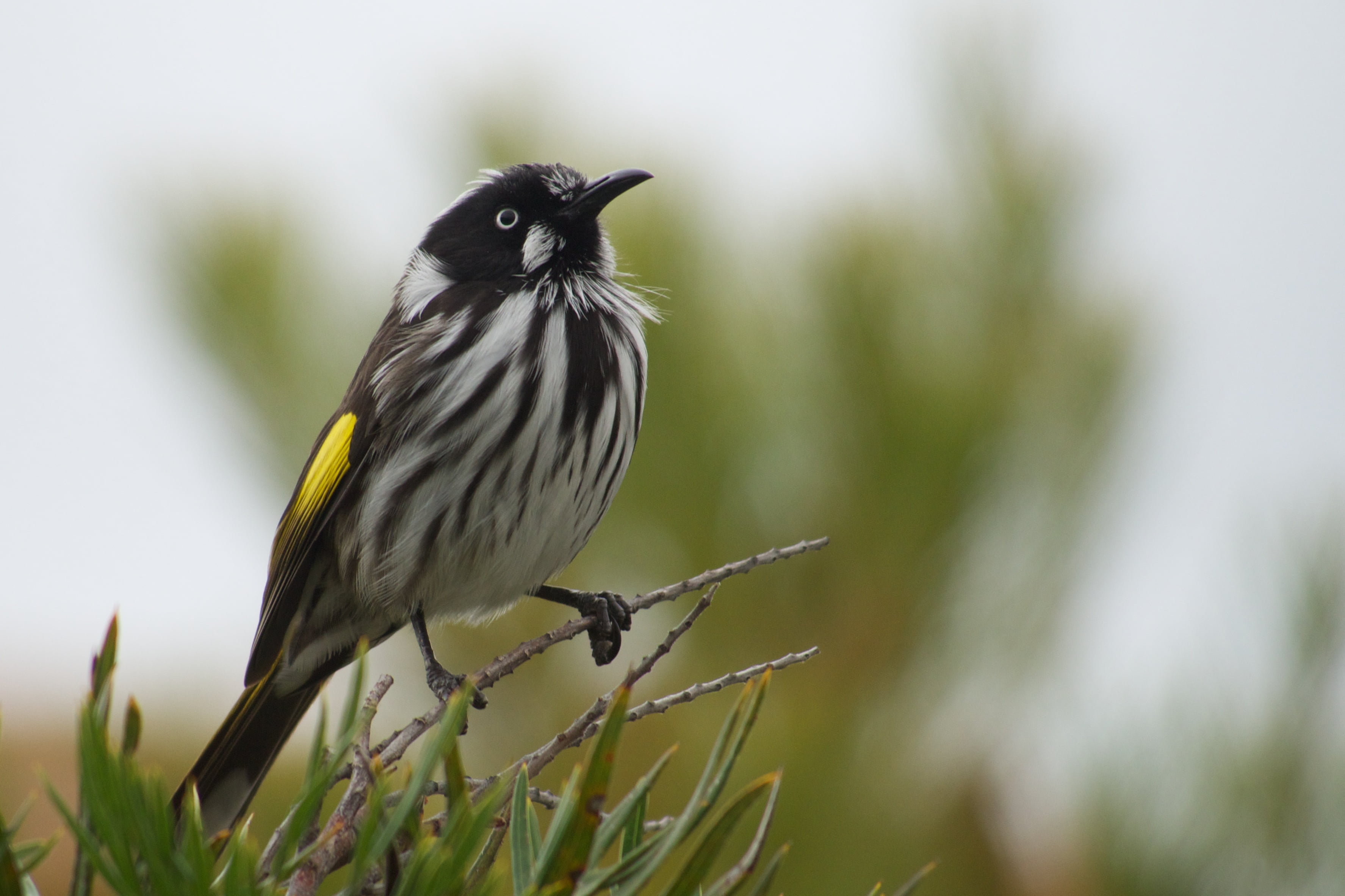 wildlife, nature, New Holland Honeyeater, novaehollandiae, outdoors, Phylidonyris novaehollandiae, honeyeater, tree, bird, white, Explored, phylidonyris, HD Wallpaper