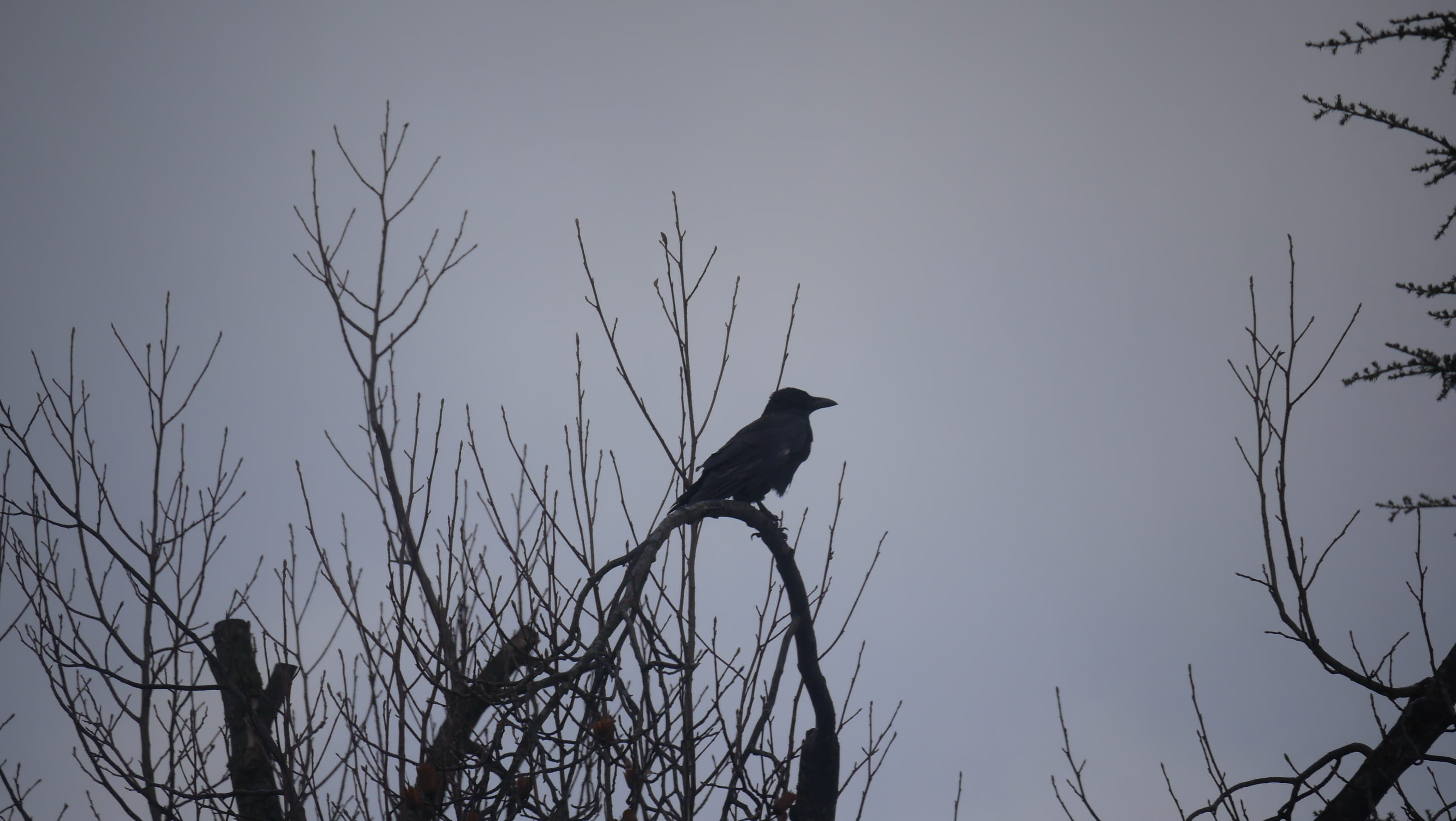 bare tree, automn, bird, vertebrate, tree, animal wildlife, one animal, animal themes, silhouette, outdoors, crow, 2K, winter, alone, clear sky, branch, HD Wallpaper