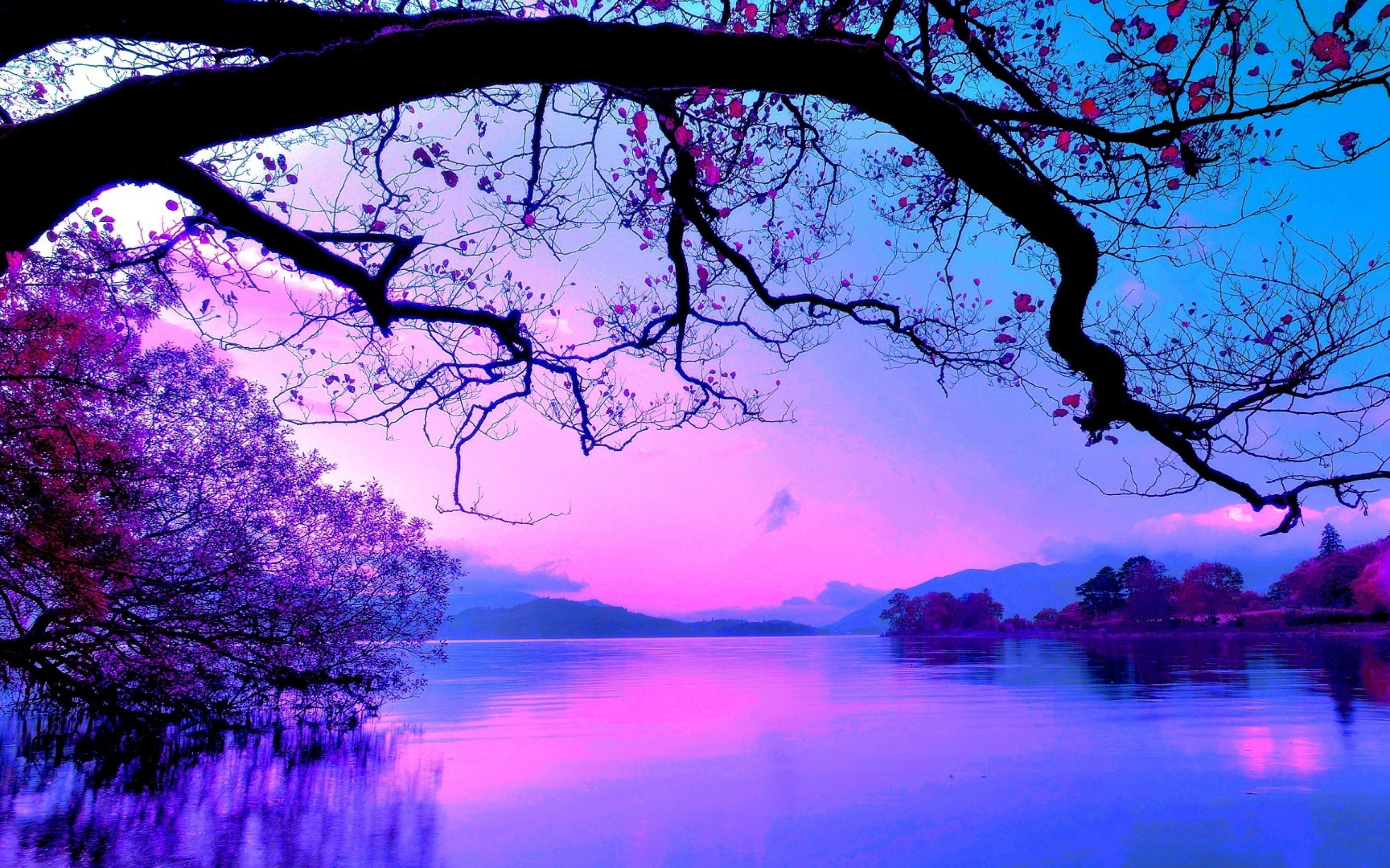 tree, lake, idyllic, leafless, sunset, tranquility, 2K, springtime, tranquil scene, growth, Nature, Scenery, pink, cherry blossom, pink color, outdoors, HD Wallpaper
