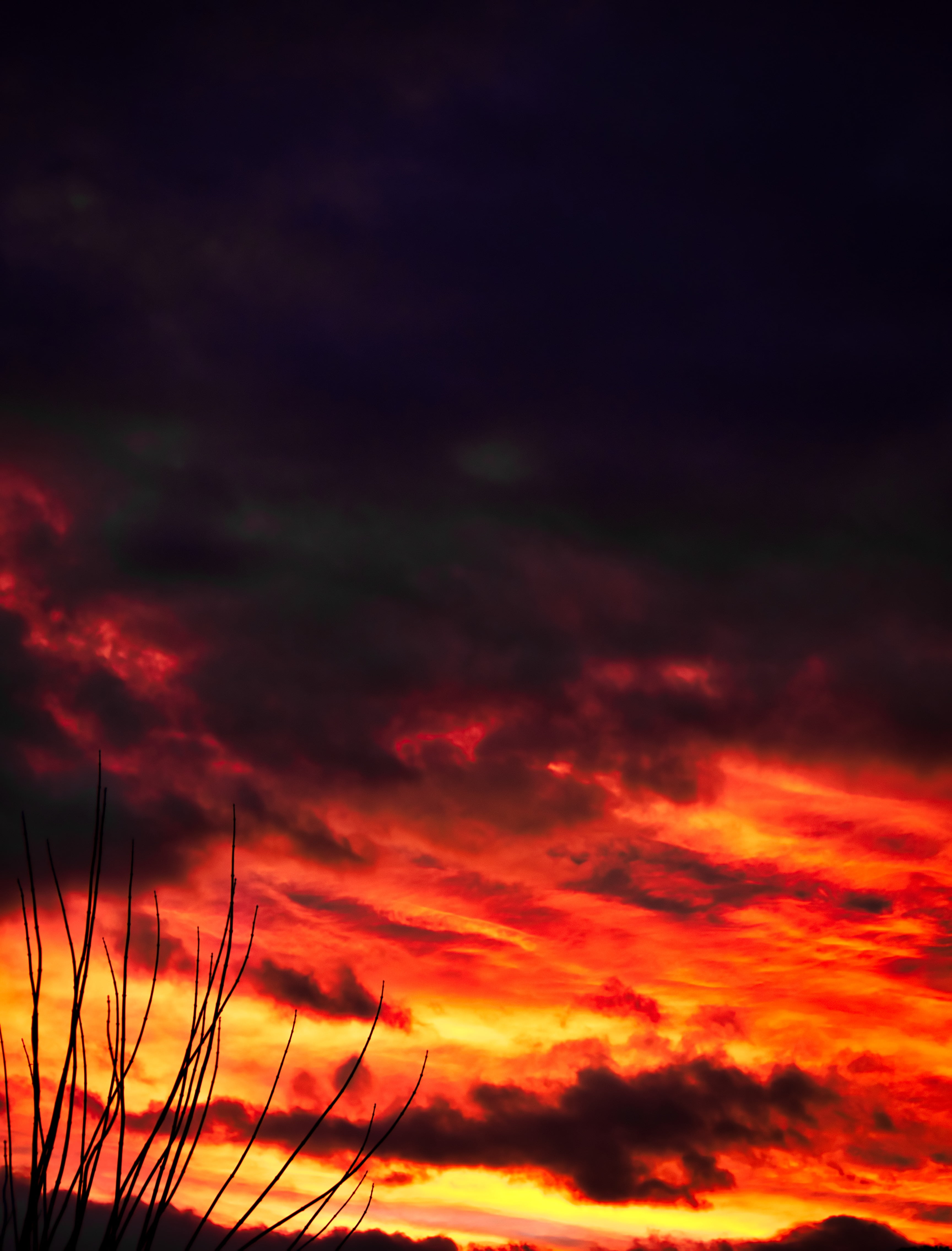 atmospheric mood, color Image, hour, nature, bright, majestic, horizon, silhouette, sky, colors, multi Colored, red, twilight, morning, plant, sunlight, Phone HD Wallpaper