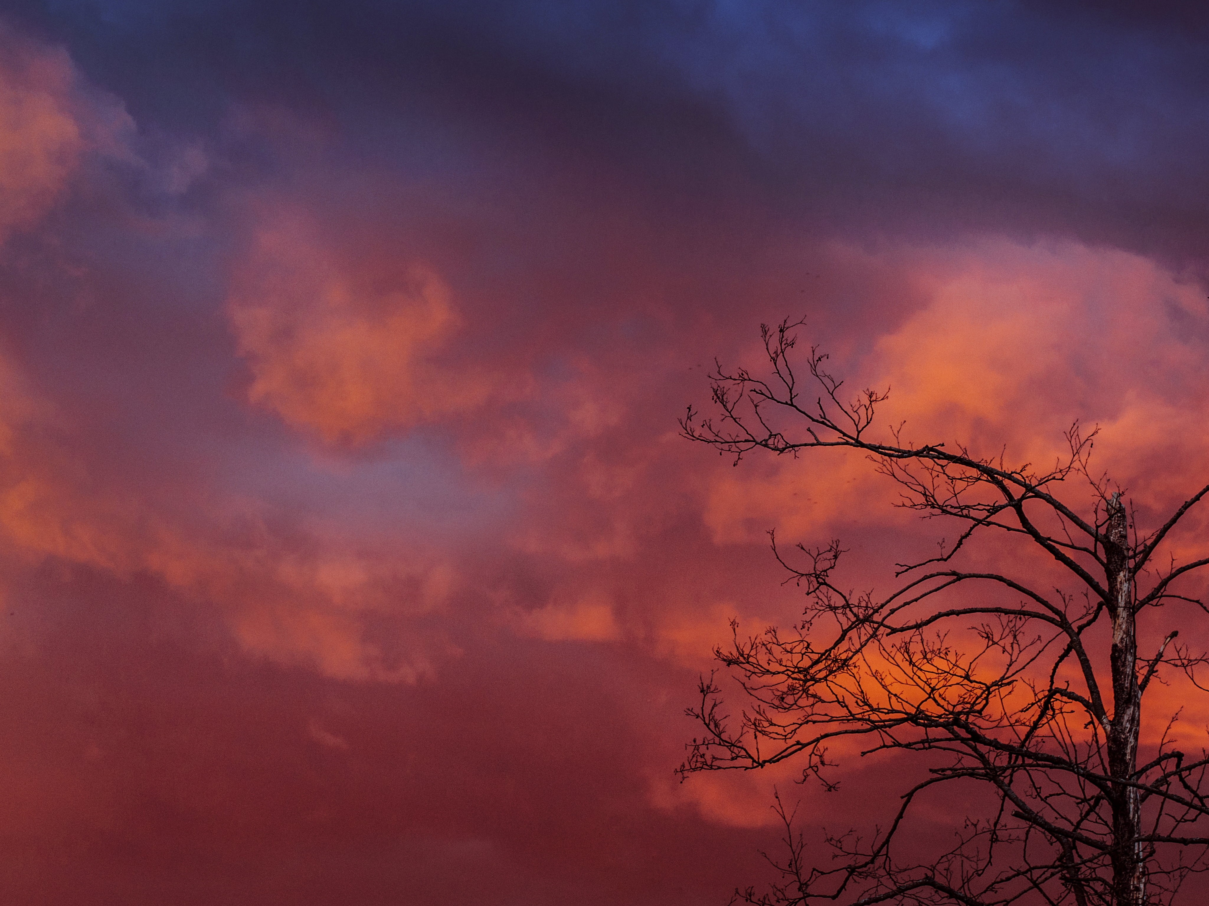 purple, dusk, orange, red, beauty in nature, silhouette, bare tree, low angle view, nature, burning, scenics, tree, withered, sky, tranquility, autumn, HD Wallpaper