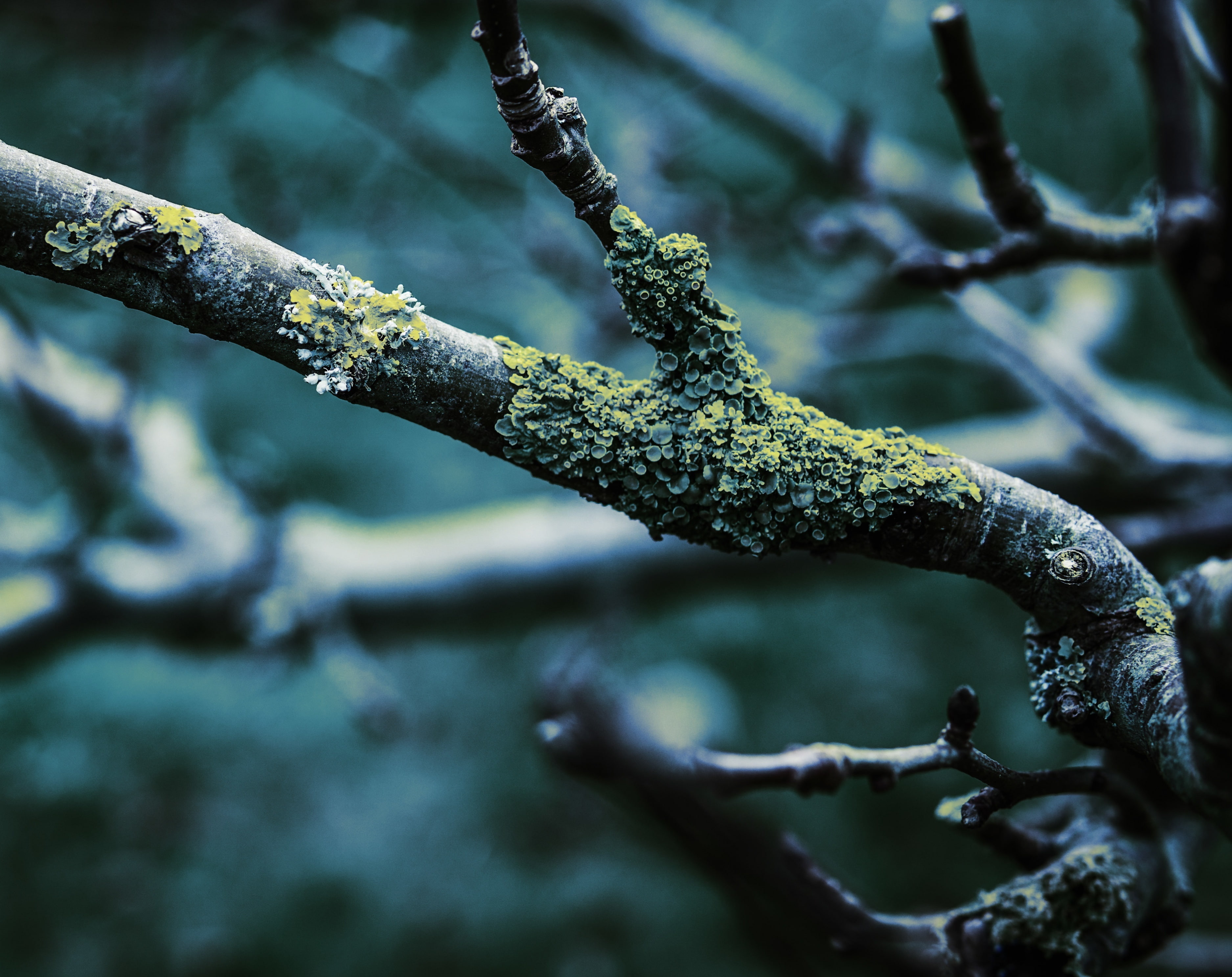 tranquility, close-up, water, Leafless, Lichens, plant part, beauty in nature, Closeup, green color, outdoors, Dark, Branch, day, Aero, selective focus, HD Wallpaper