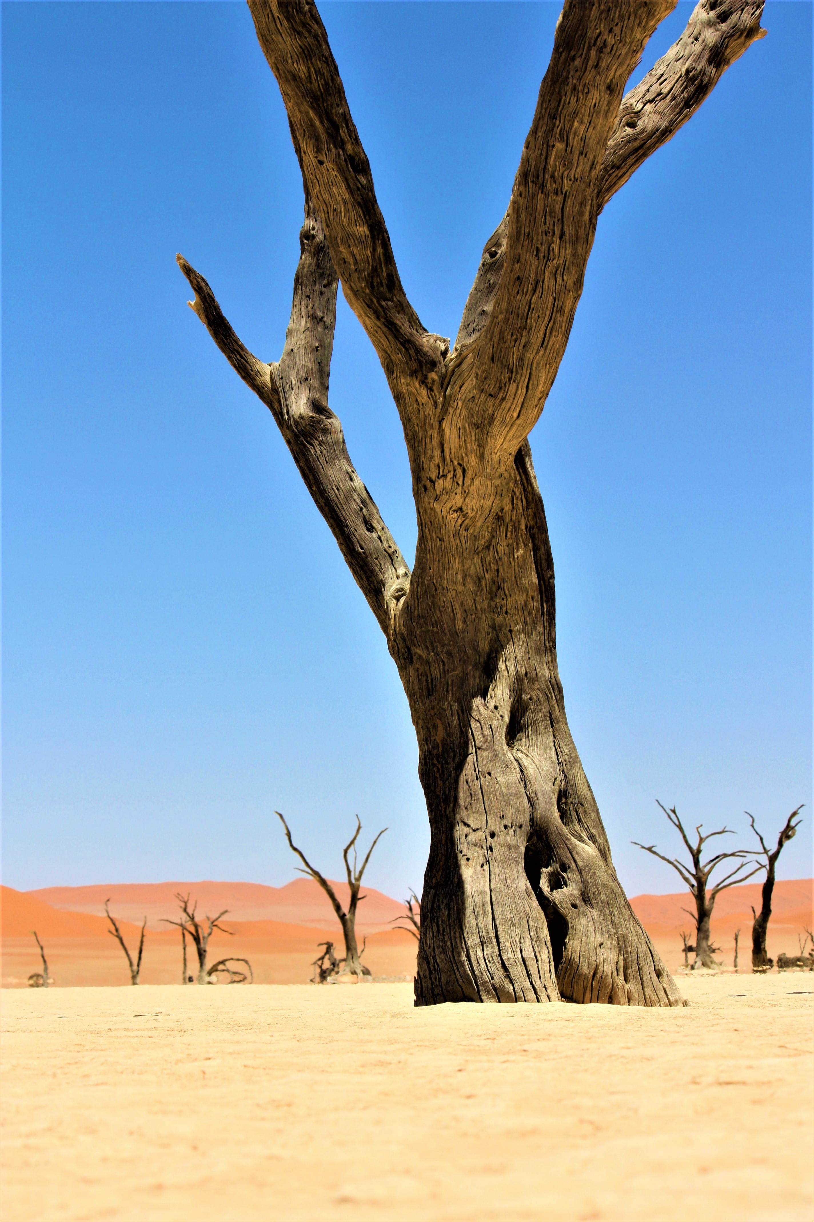 bare tree, dead plant, landscape, arid climate, sky, open, dead, no people, stump, 4K, climate, leafless, scenics - nature, trunk, desert, blue, space, Phone HD Wallpaper