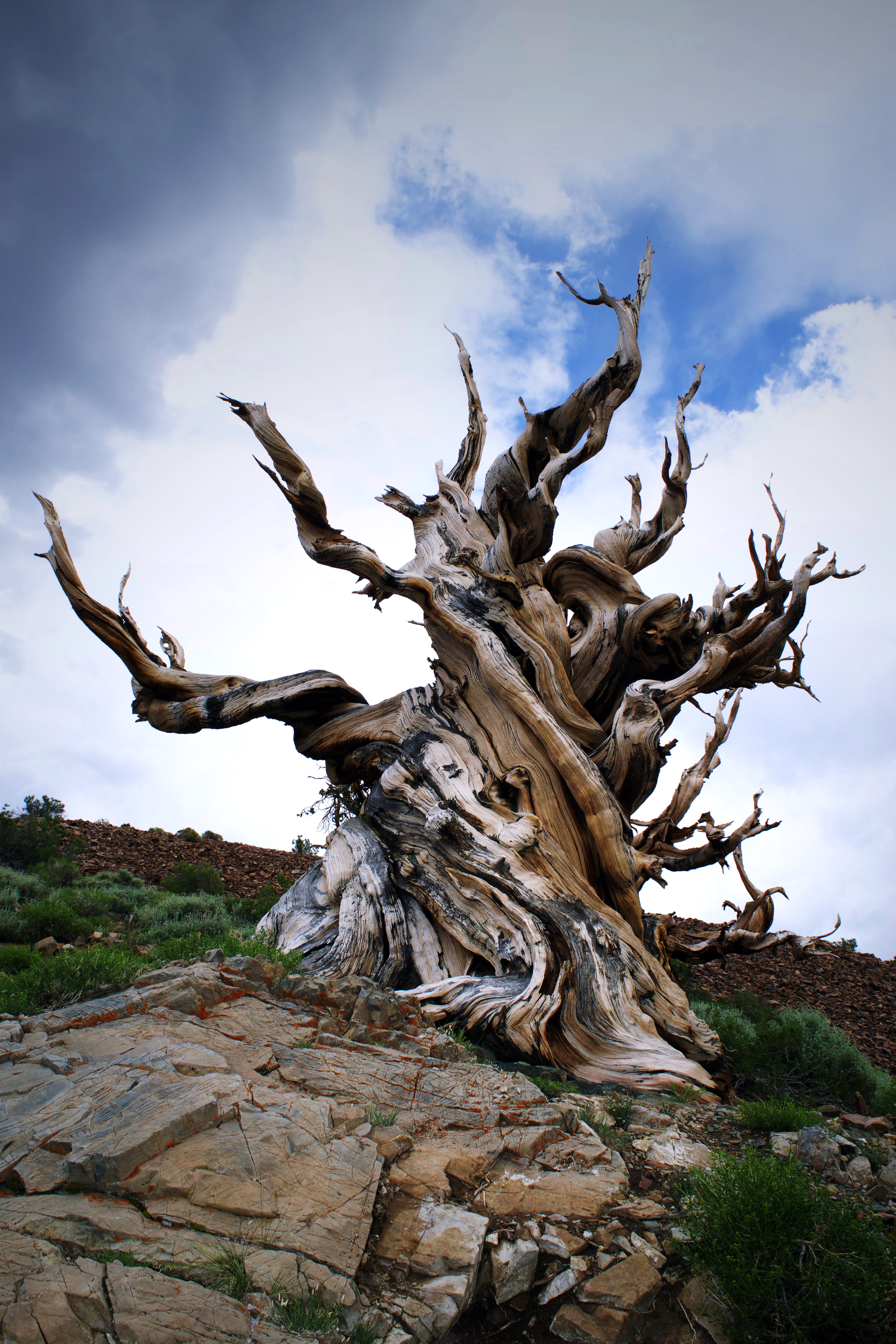 plant, sky, tree, symbol, outdoors, no people, soil, trunk, flagstone, tree trunk, leafless, scenics - nature, root, art and craft, tower, clouds, environment, Phone HD Wallpaper
