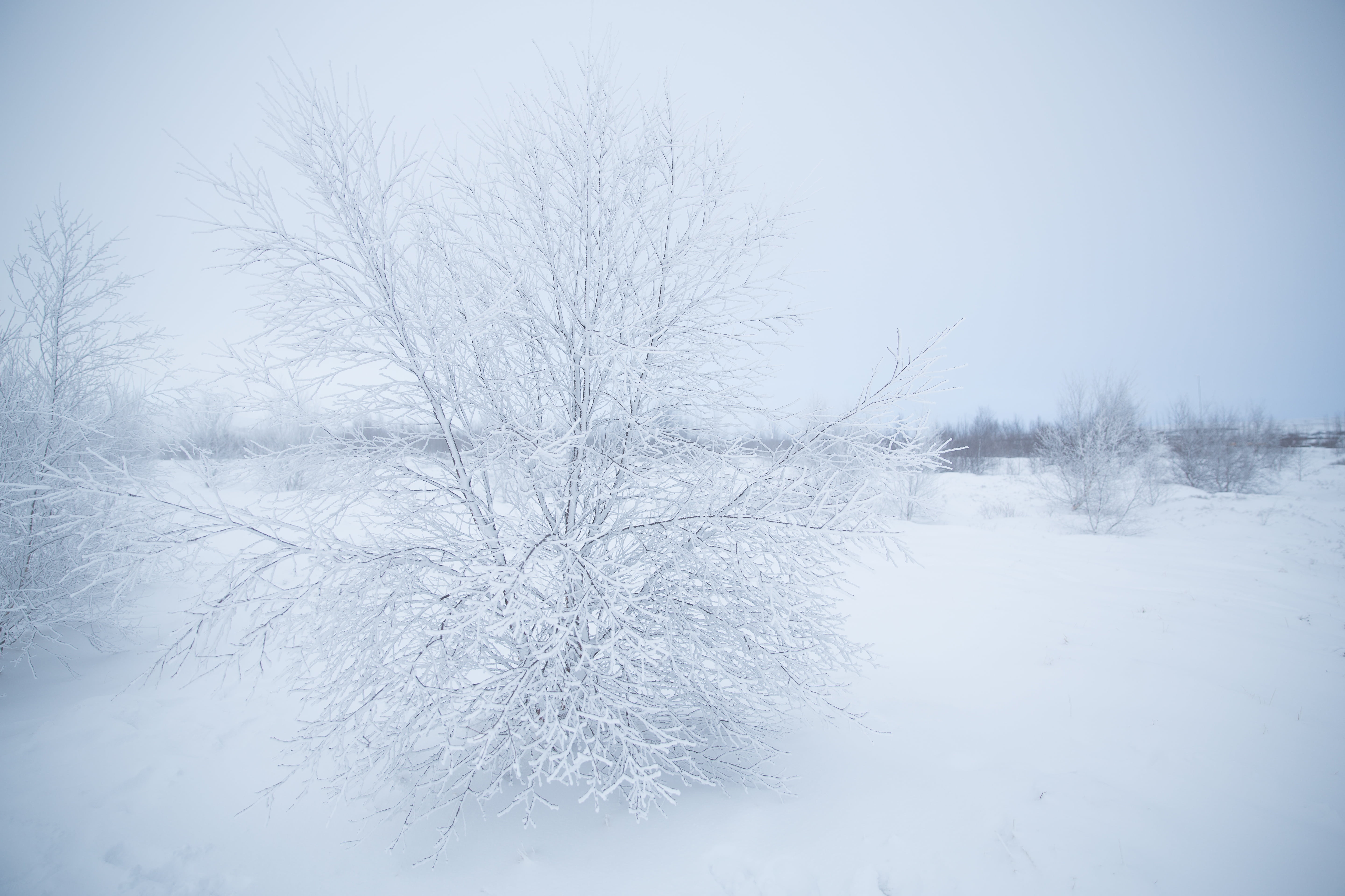 sky, white color, branch, snowflake, winter, sapling, nature, frozen, no people, scenics - nature, photo, weather, tranquility, leafless, blue, tree, landscape, HD Wallpaper