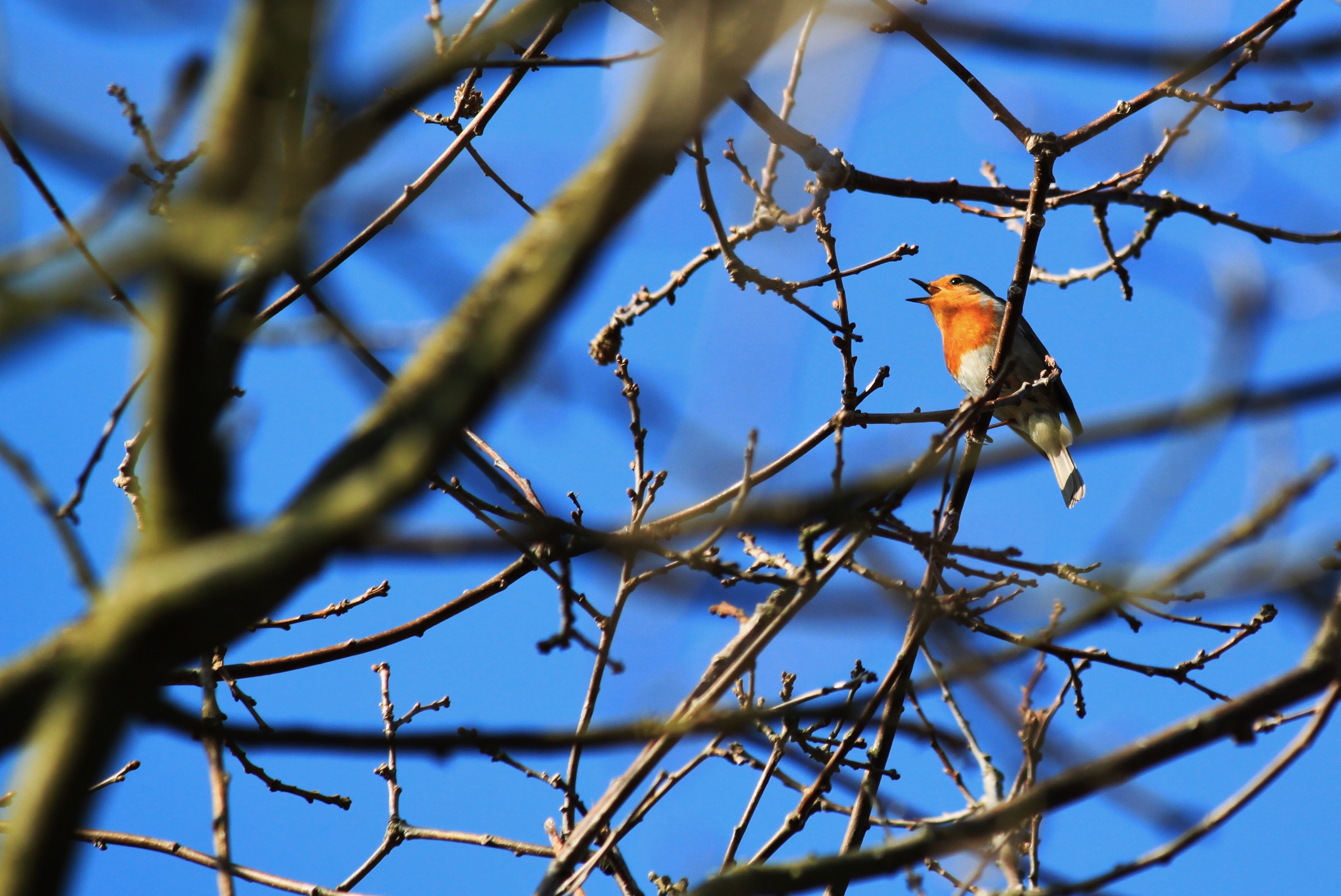 tree branches, selective focus, spring, animals in the wild, animal, 2K, low angle view, birds, animal themes, sing, orange, sky, one animal, wildlife photography, HD Wallpaper