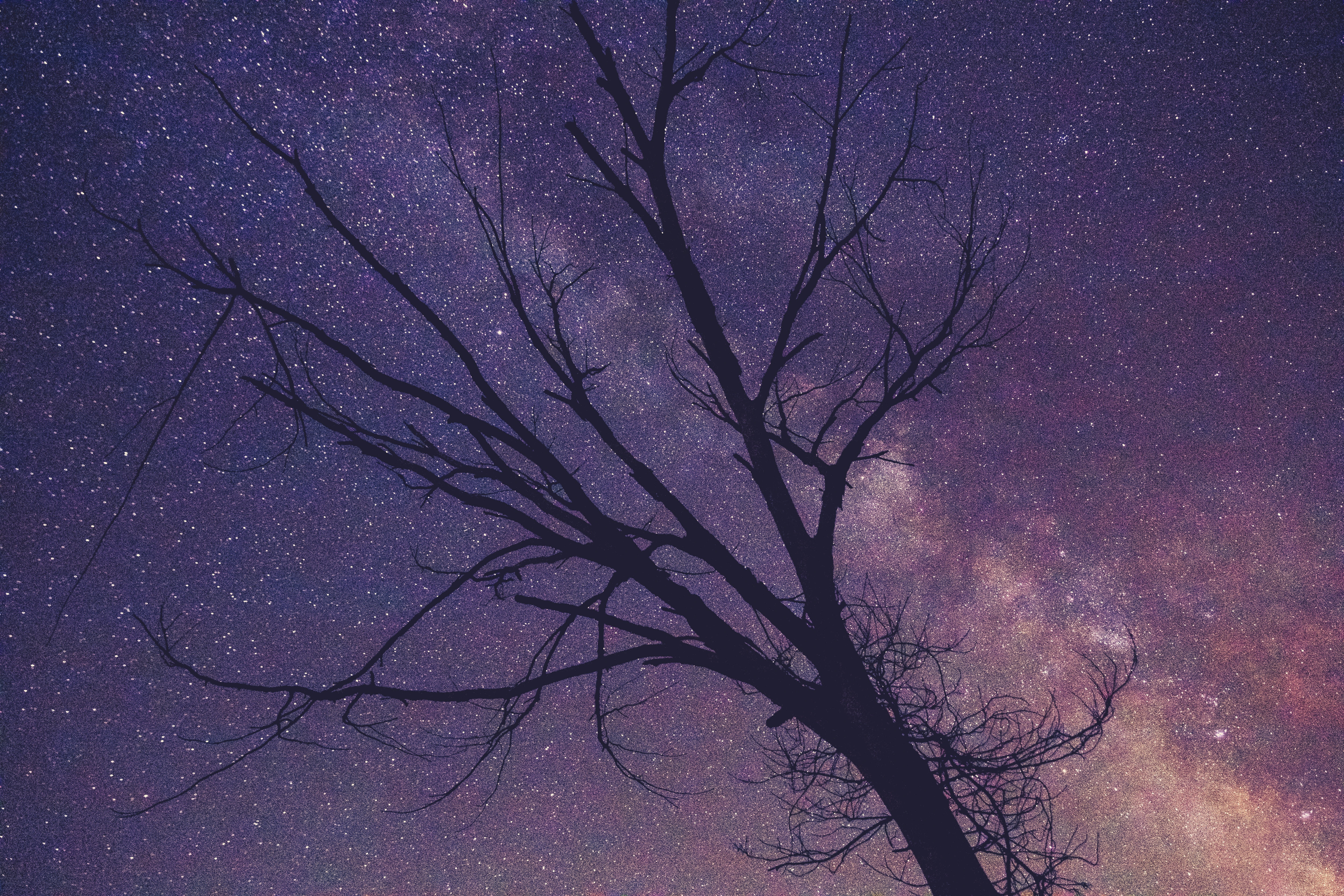 dusk, trunk, purple, starry, outdoors, galaxy, star - space, sky, scenics, space, astronomy, bare tree, beauty in nature, branch, branches, night, nature, HD Wallpaper