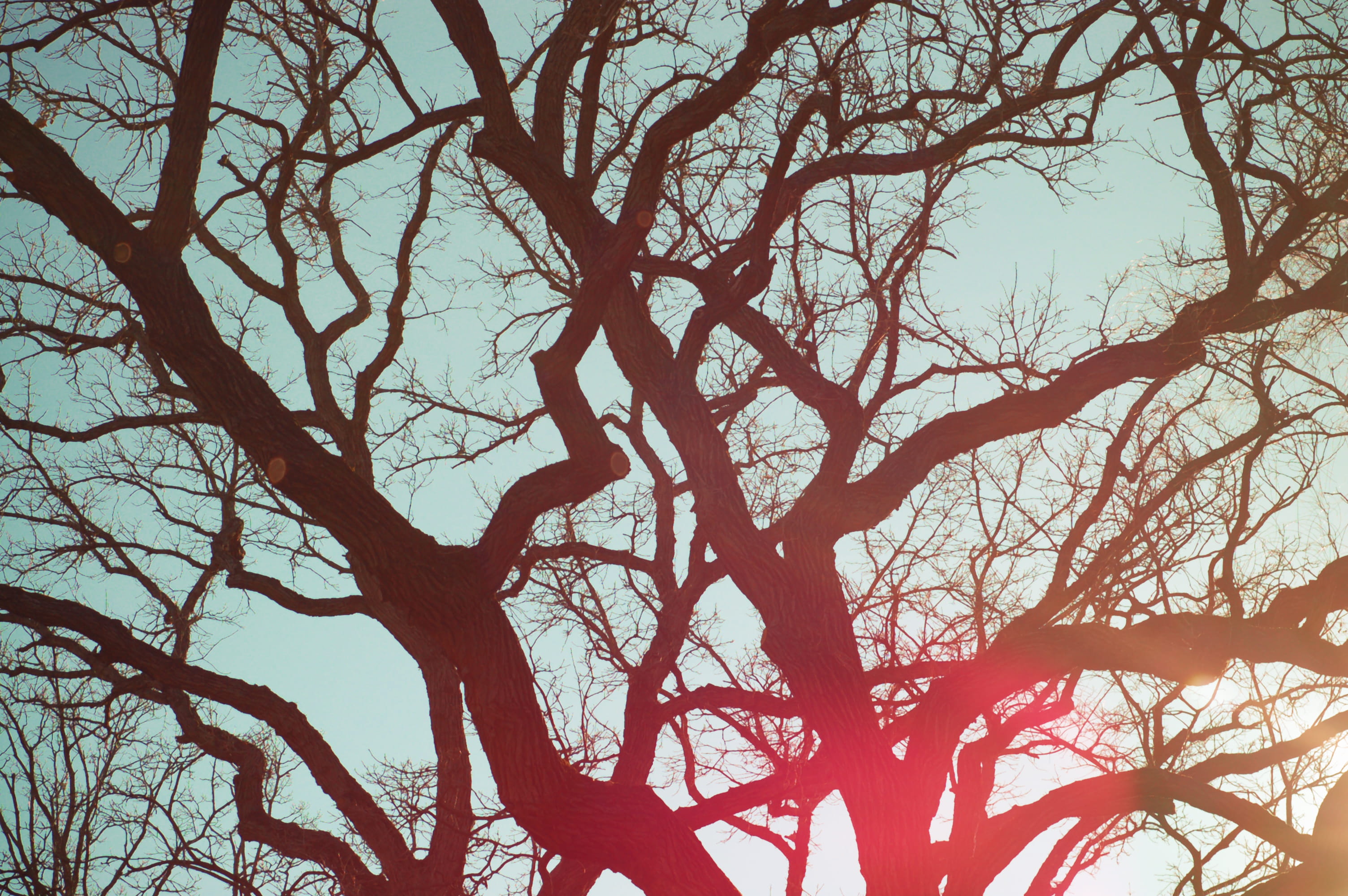 sunset, plant, day, photo, dusk, outdoors, tree trunk, trunk, silhouette, light, sunlight, maple, bare tree, trees, nature, clear sky, no people, growth, HD Wallpaper