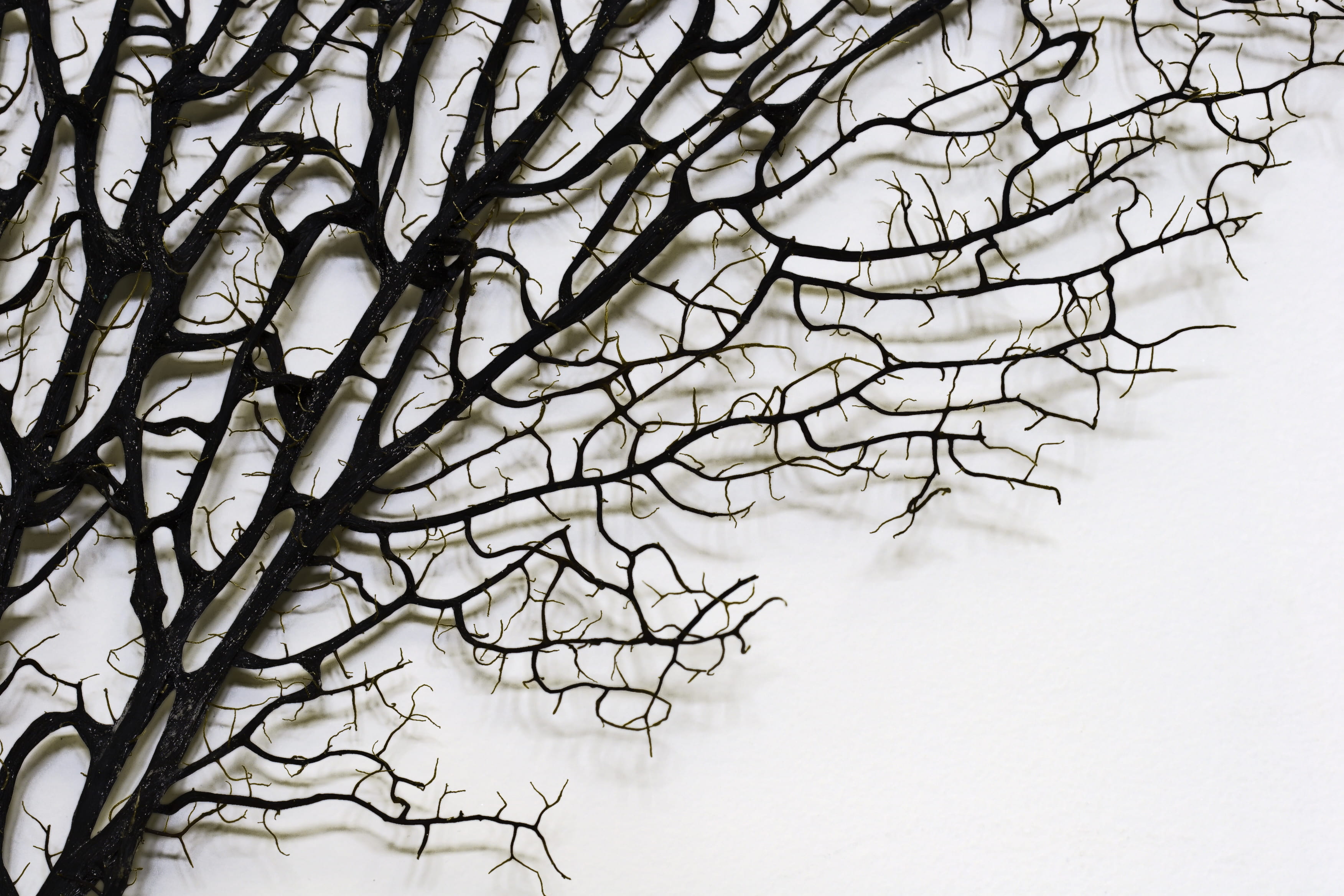 art, low angle view, still life, brown, scenics - nature, black and white, white color, sky, backgrounds, bare tree, outdoors, cold temperature, environment, HD Wallpaper