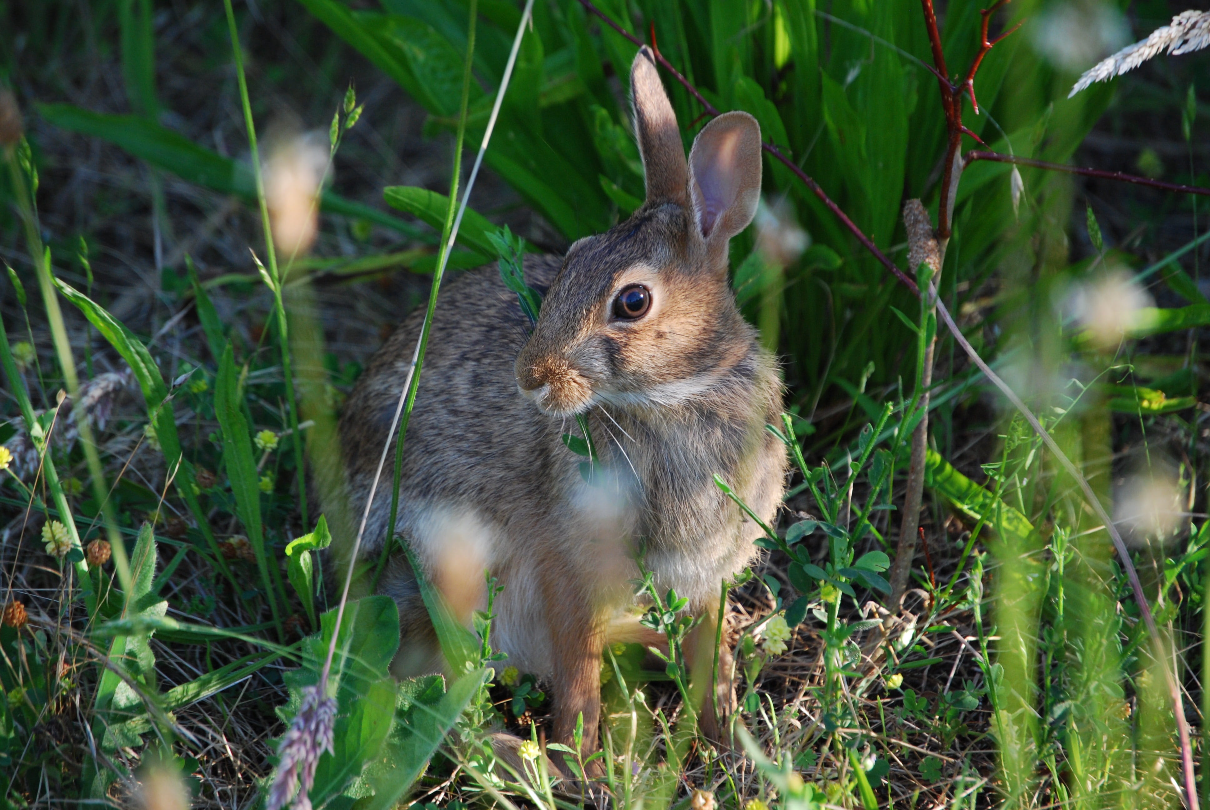 fur, green Color, pets, animal wildlife, close-up, wild, fluffy, Rabbit, grass, speed, animals in the wild, herbivorous, meadow, green, Outdoors, white, HD Wallpaper