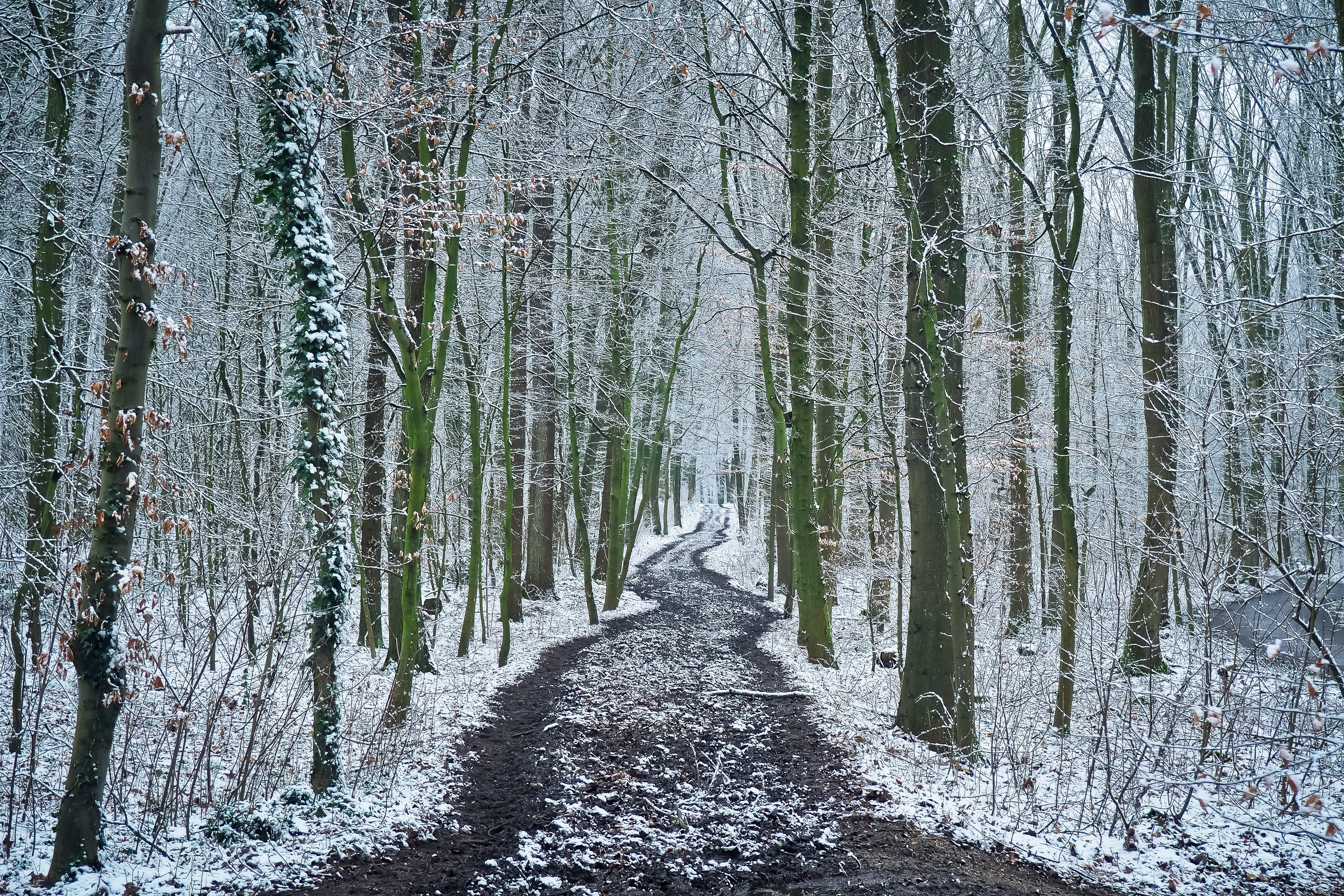 walk, tree lined avenue, trees, landscape, wintry, direction, hiking, cold, lonely, scenics - nature, coniferous tree, the way forward, footpath, white, HD Wallpaper