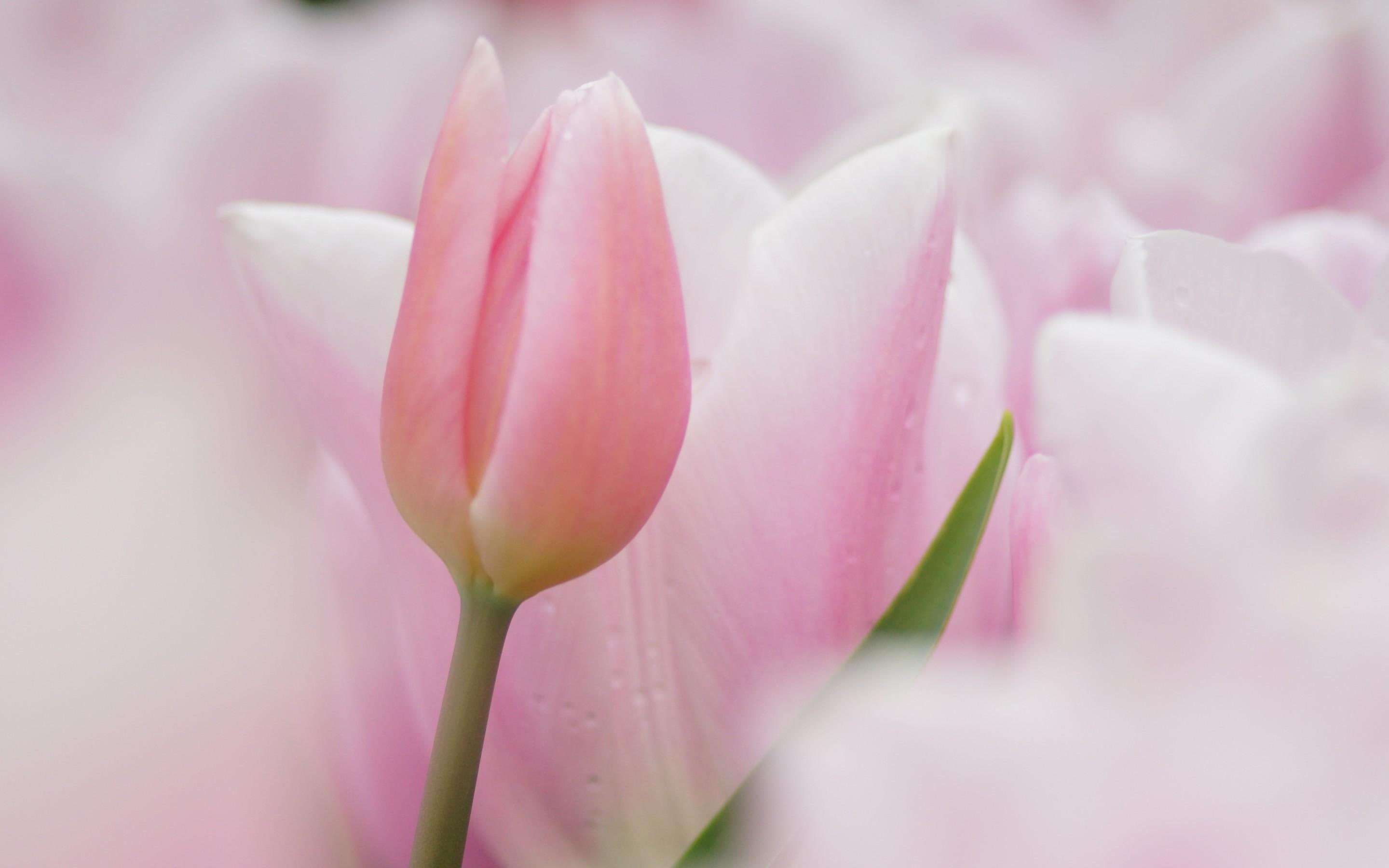 tulips, flowers, soft, pale, pink, nature, pastel, 2K, HD Wallpaper