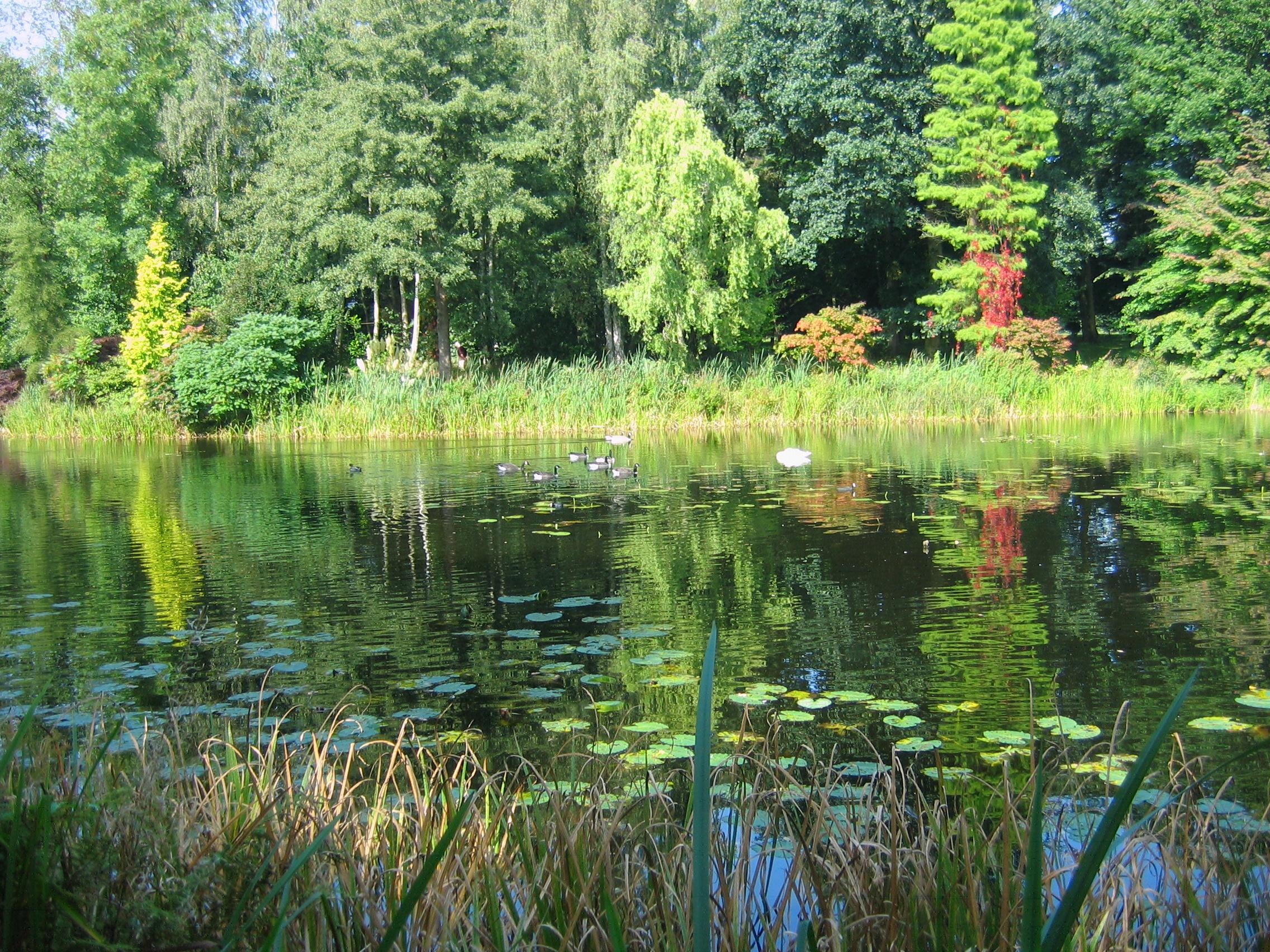 trees, water, lot, relaxs, 1080P, birds, 3d and abstract, leaf, beside, body, lake, tree, green, HD Wallpaper
