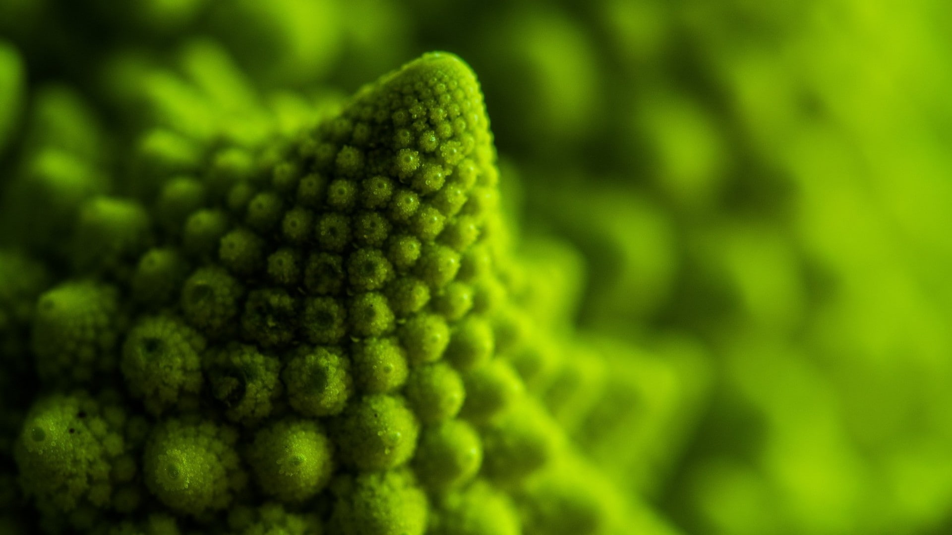 freshness, wellbeing, depth of field, close-up, full frame, beauty in nature, selective focus, food and drink, extreme close-up, no people, nature, vegetable, HD Wallpaper