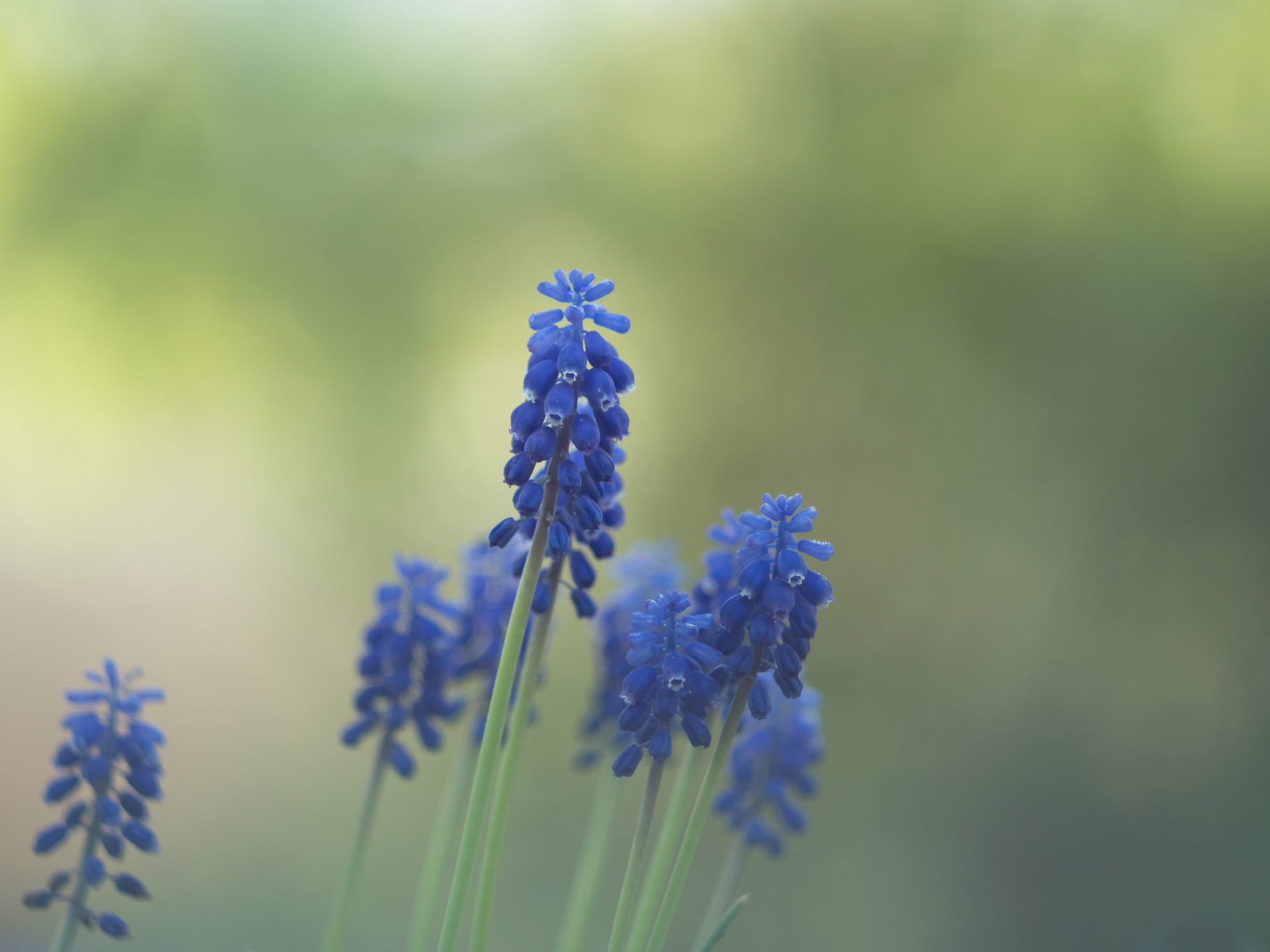 MFT, plant, dof, available light, Stretching, Peach, plants, lens, nature, Grape hyacinth, purple, blue, manual focus, bokeh, vintage, flowering, summer, HD Wallpaper