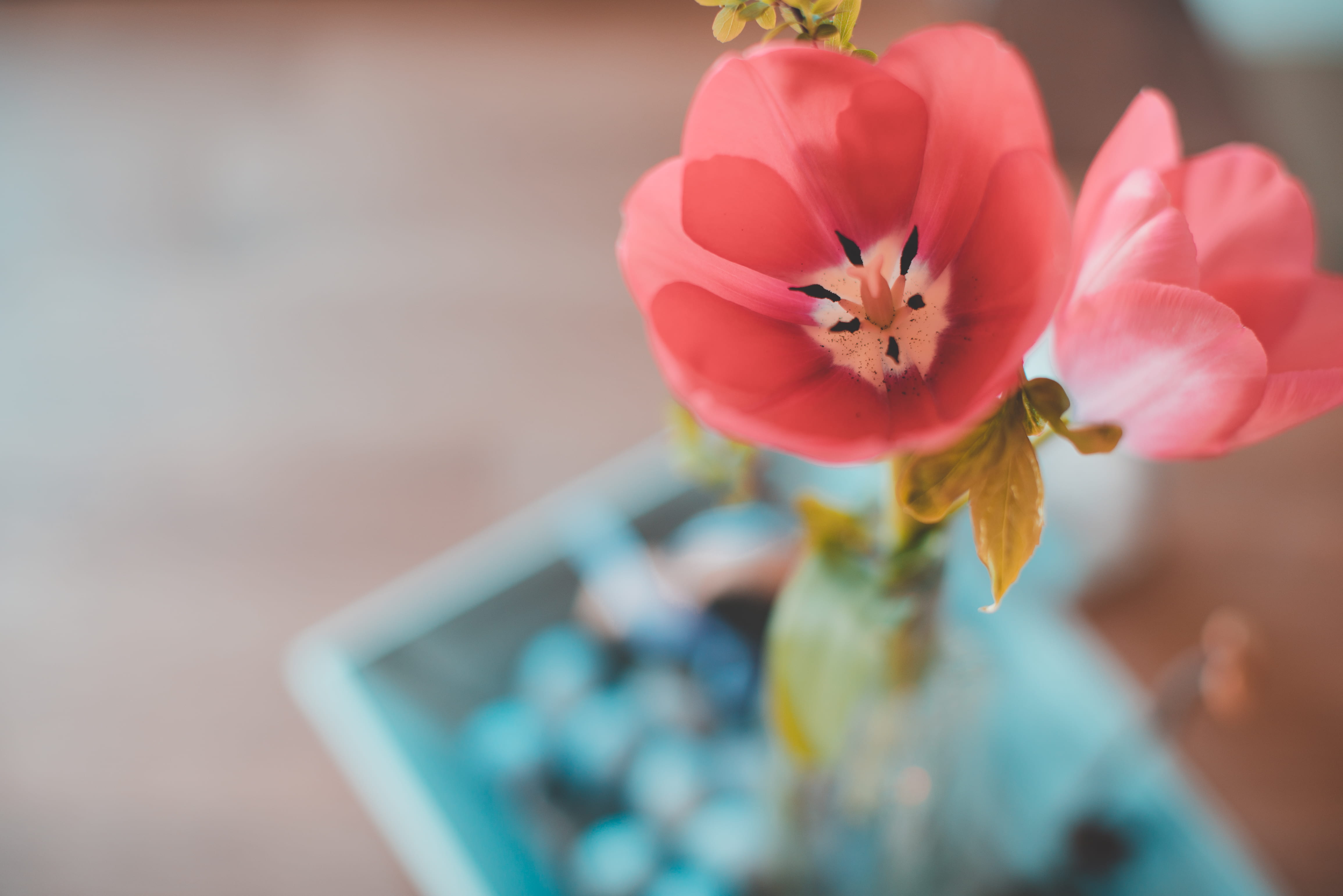 petal, close-up, fragility, plant, inflorescence, nature, sun, focus, flower, light, beauty in nature, flower head, pollen, day, no people, closeup, 4K, HD Wallpaper