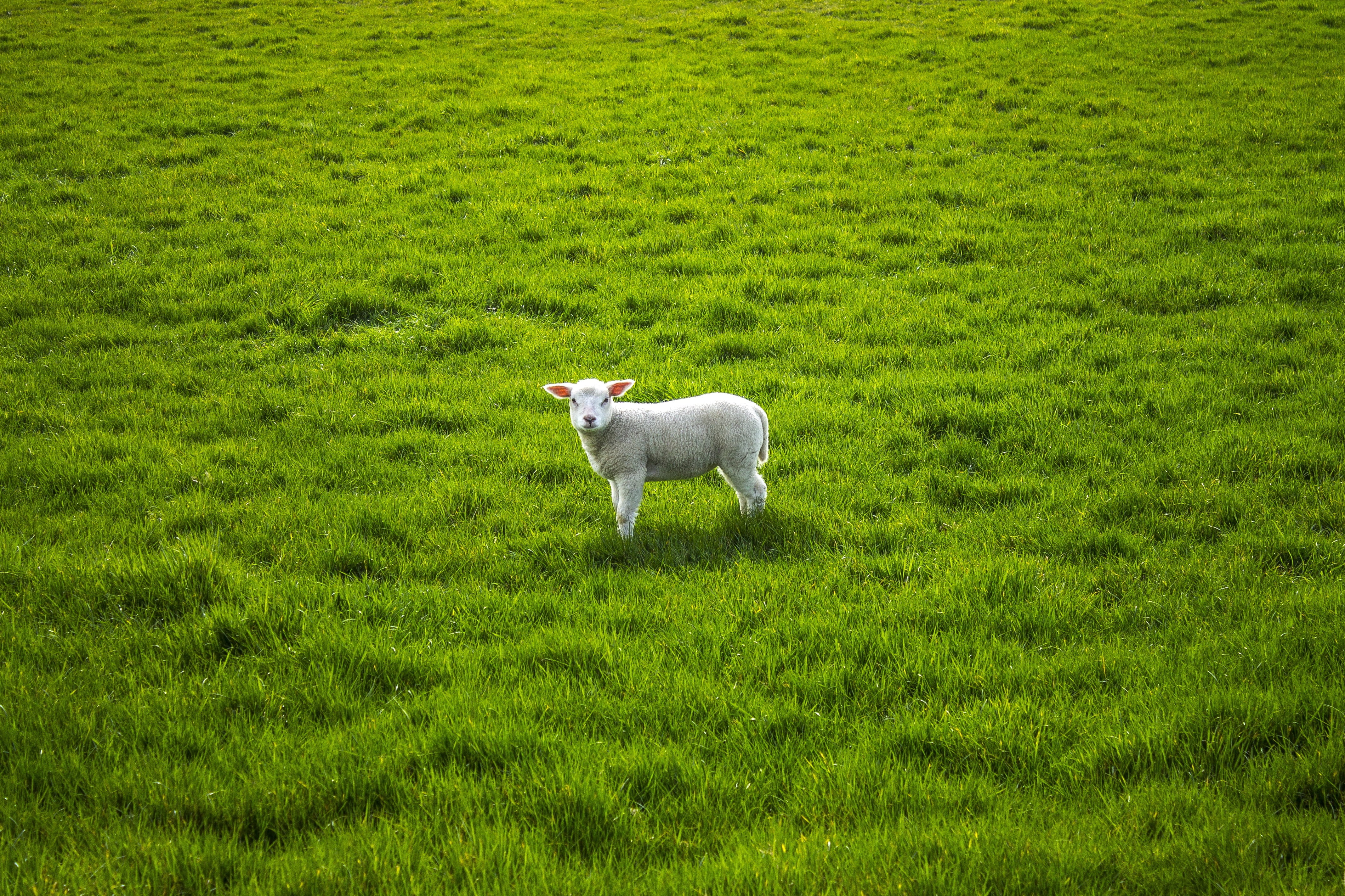 vertebrate, white, lamb, lentje, domestic animals, herbivorous, sheep, green color, rural scene, mammal, green, animal, animal themes, no people, dog, pets, HD Wallpaper