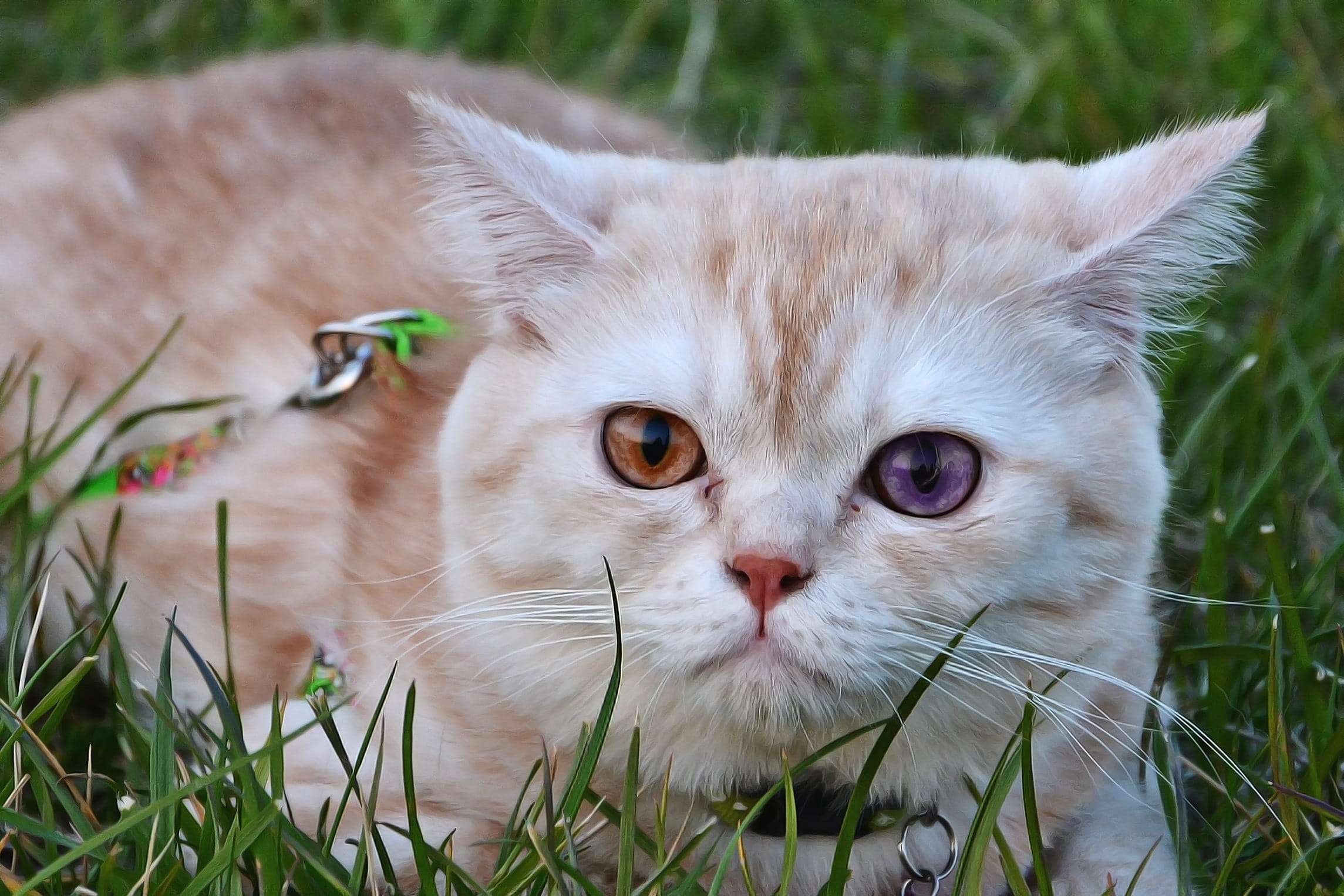 cat eye, orange, animals, grass, Pets, one animal, animal portrait, looking at camera, baby animal, eye, whisker, plant, close-up, no people, Kitty, 1080P, HD Wallpaper