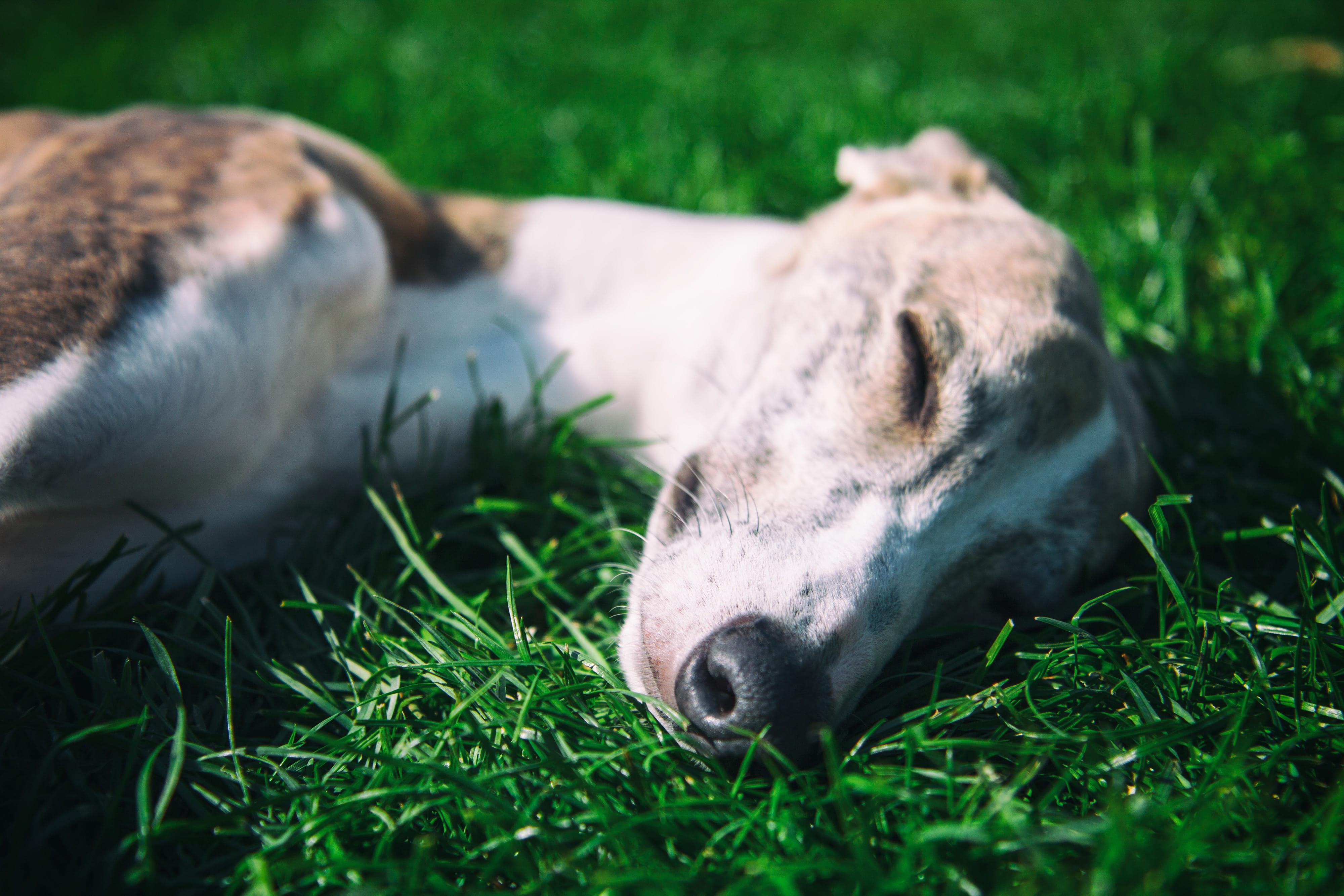 animal themes, domestic, outdoors, lying down, young Animal, canine, sunshine, domestic animals, animals, meadow, green Color, dog, field, resting, Close-up, HD Wallpaper
