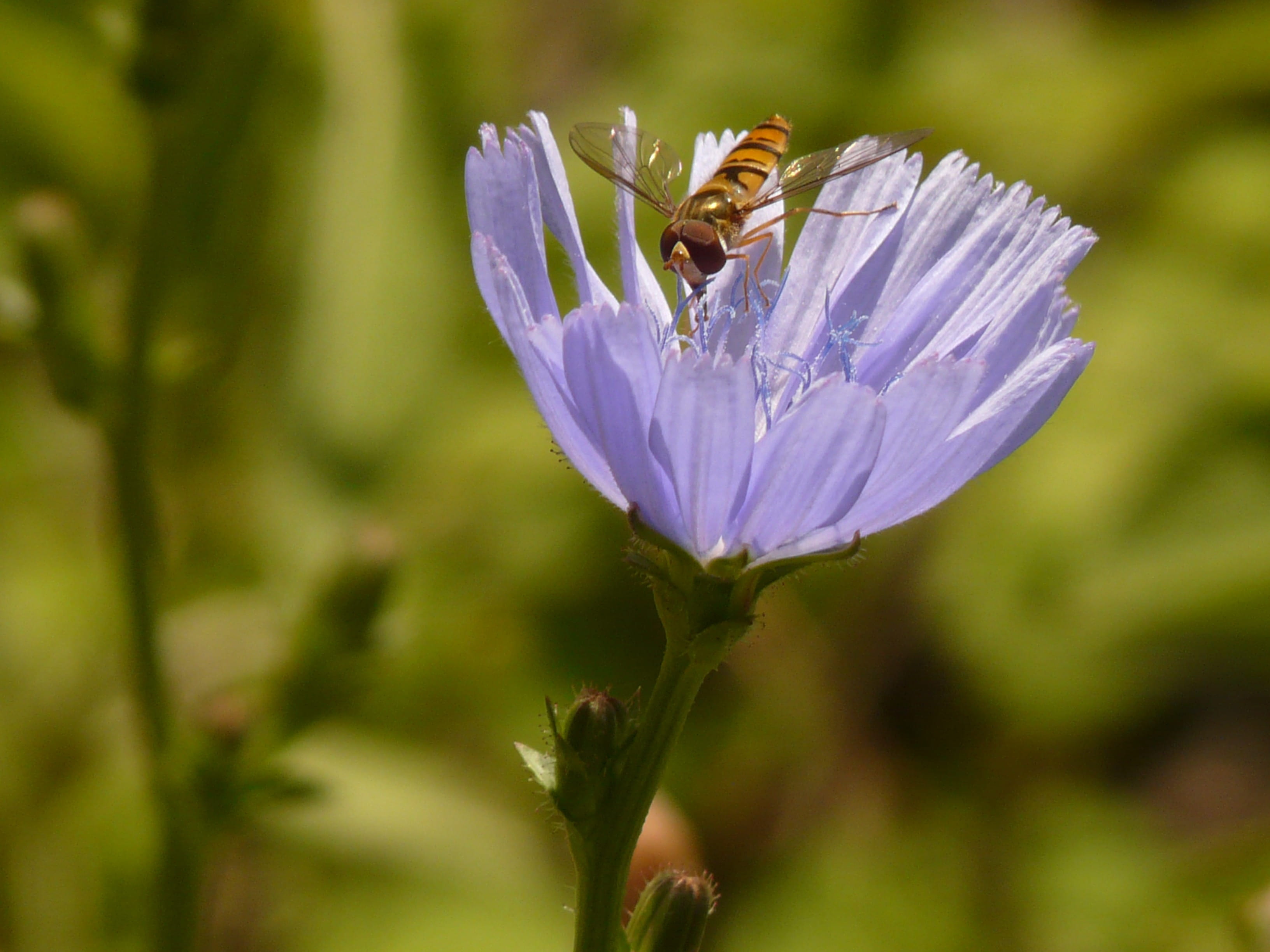animal wildlife, beauty in nature, brachycera, purple, flowering plant, composites, invertebrate, close-up, asteraceae, bloom, common chicory, chicory, HD Wallpaper