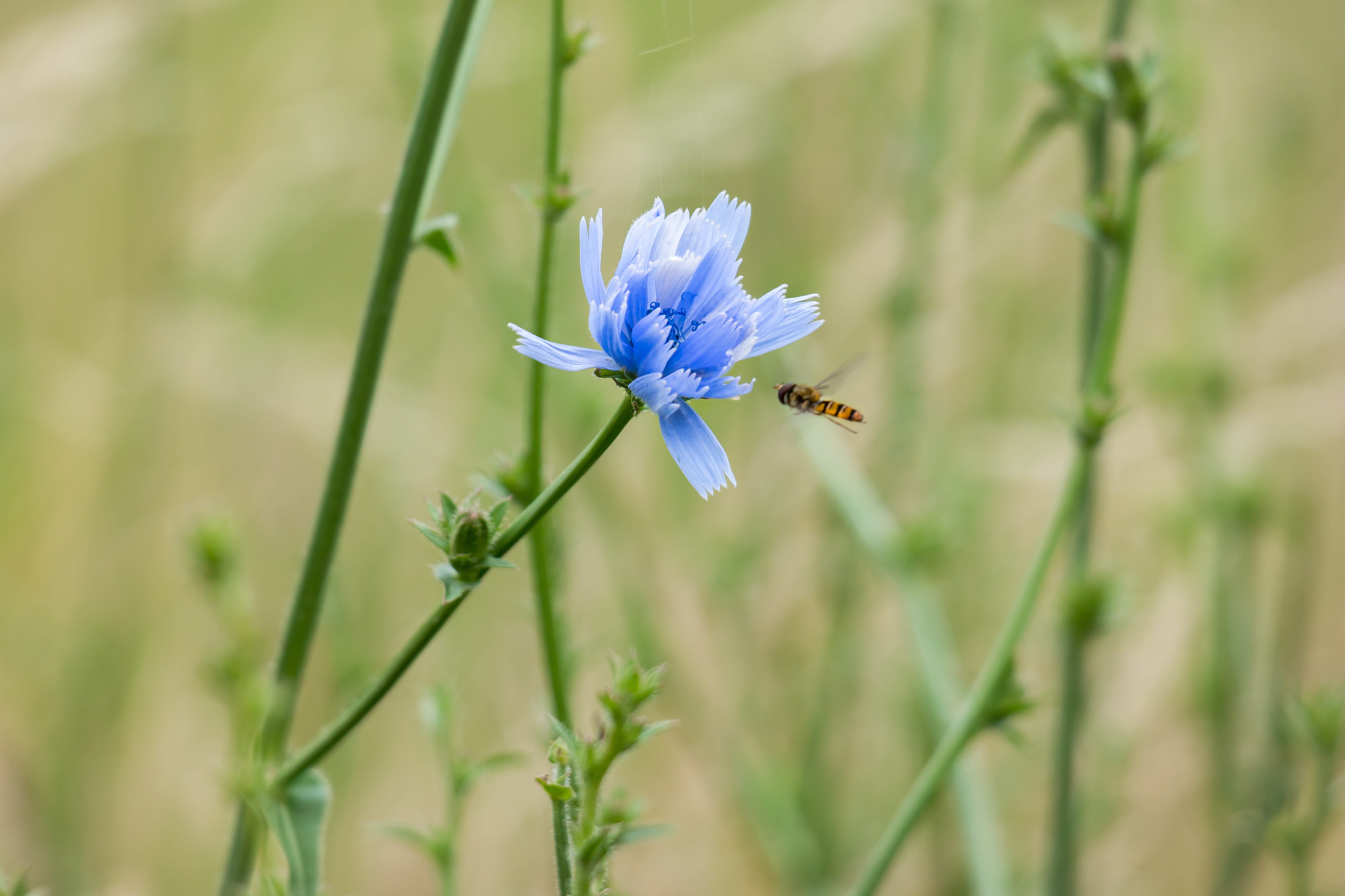 nature, violet, plant, grass, rural Scene, growth, meadow, 5K, springtime, fragility, blossom, bloom, Common Chicory, inflorescence, vulnerability, flower Head, HD Wallpaper