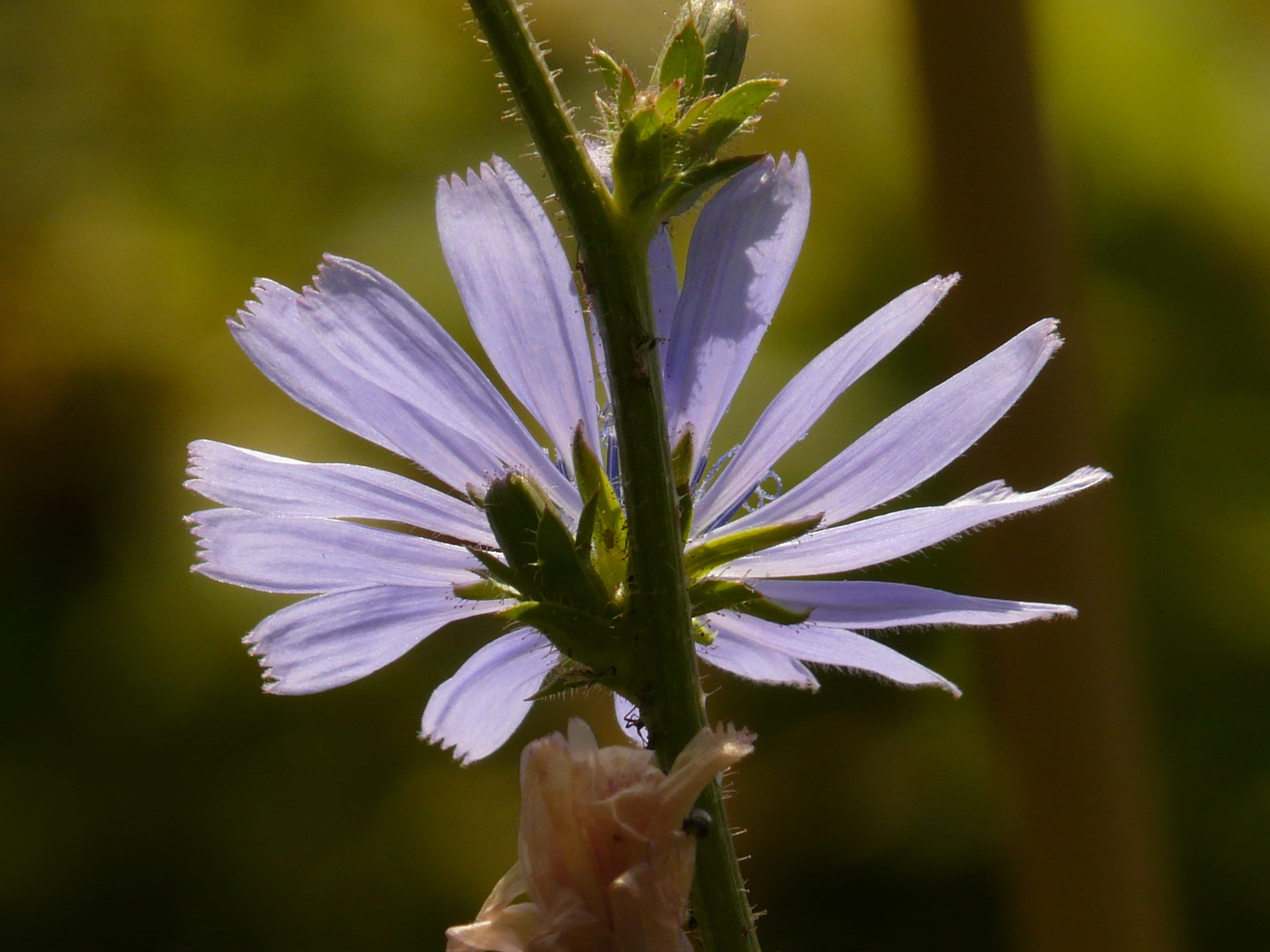 2K, inflorescence, growth, petal, plant, wayside, summer, fragility, nature, Common Chicory, asteraceae, blossom, composites, back light, flora, freshness, HD Wallpaper