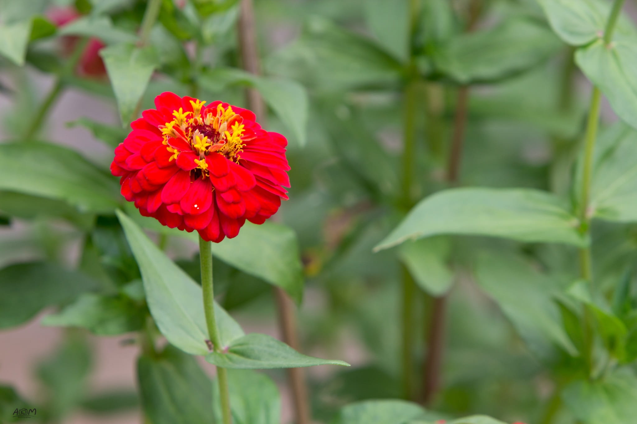 bush, plant part, flower, petal, growth, flower head, green color, marigold flower, it leaves the sagkrni, life, fragility, close-up, pollen, autumn leaves, HD Wallpaper