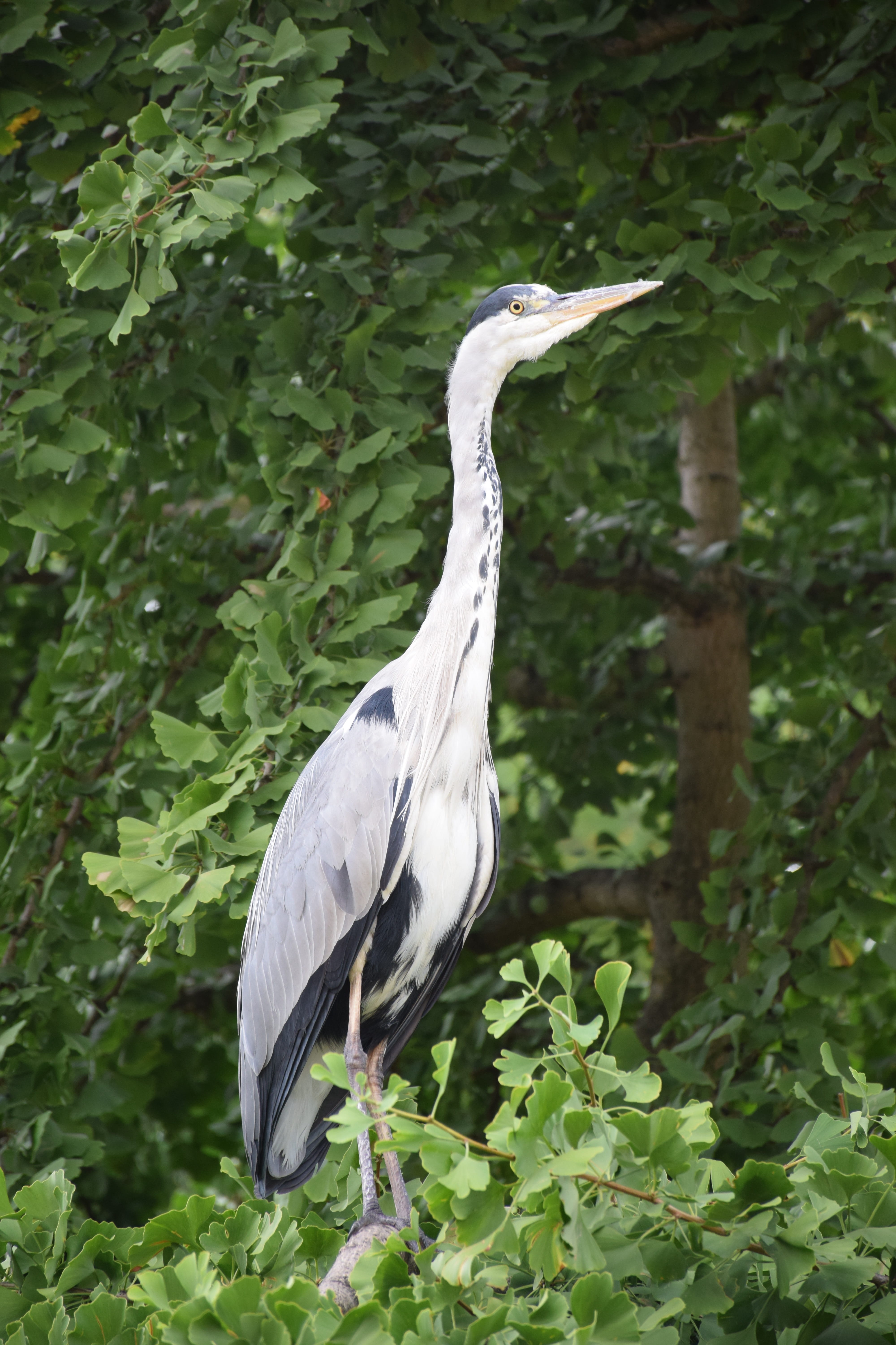 crane - bird, plant part, outdoors, perching, no people, eggs, vertebrate, plant, bird, animals in the wild, 5K, heron, feather, wader, grey heron, water, Phone HD Wallpaper