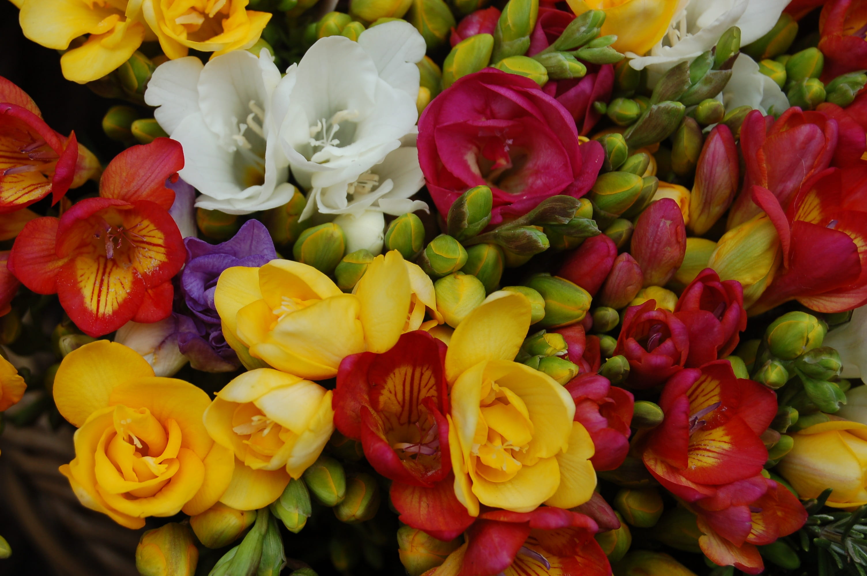 petal, flower arrangement, choice, floral, tulip, yellow, vulnerability, plant, florist, flower, bouquet de fleurs, flowering plant, flower market, bunch of flowers, HD Wallpaper