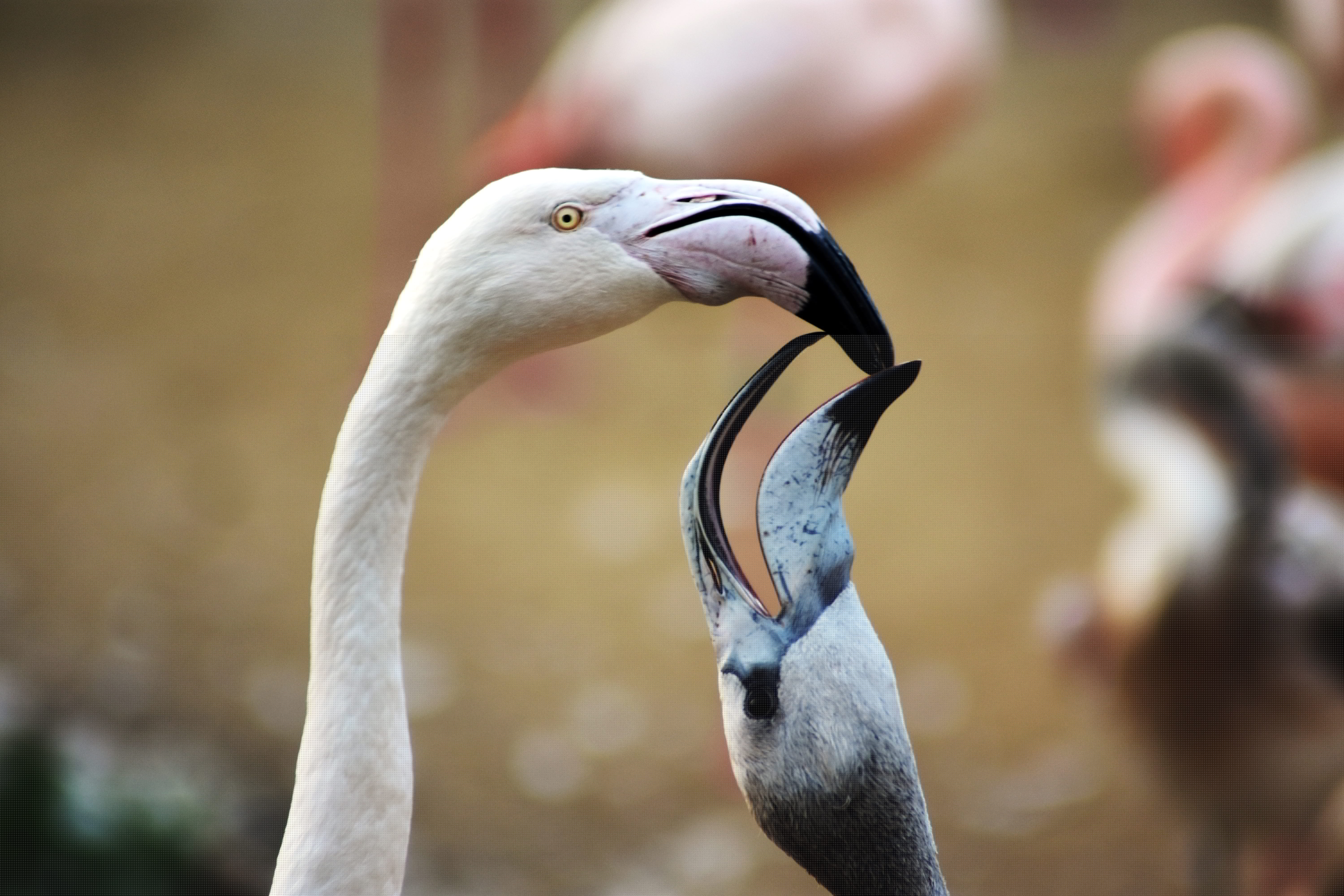 outdoors, animal body part, focus on foreground, day, zoo, profile view, animal head, 5K, vertebrate, animal themes, taking care of, flamingo, animal wildlife, HD Wallpaper
