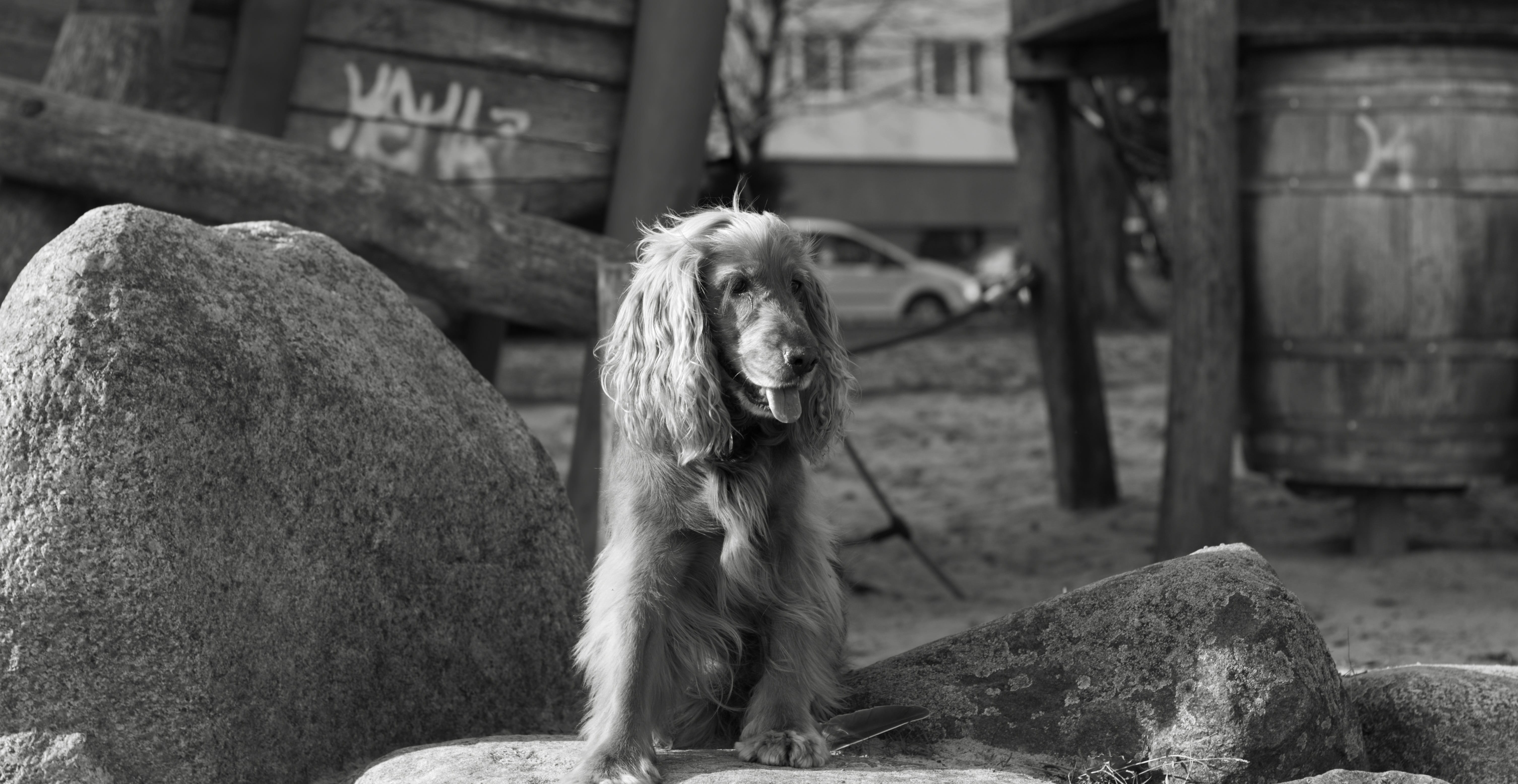 close up, cocker spaniel, pets, pet, animal head, male, outdoors, rock - object, characteristics available, hunting dog, no people, vertebrate, solid, one animal, HD Wallpaper