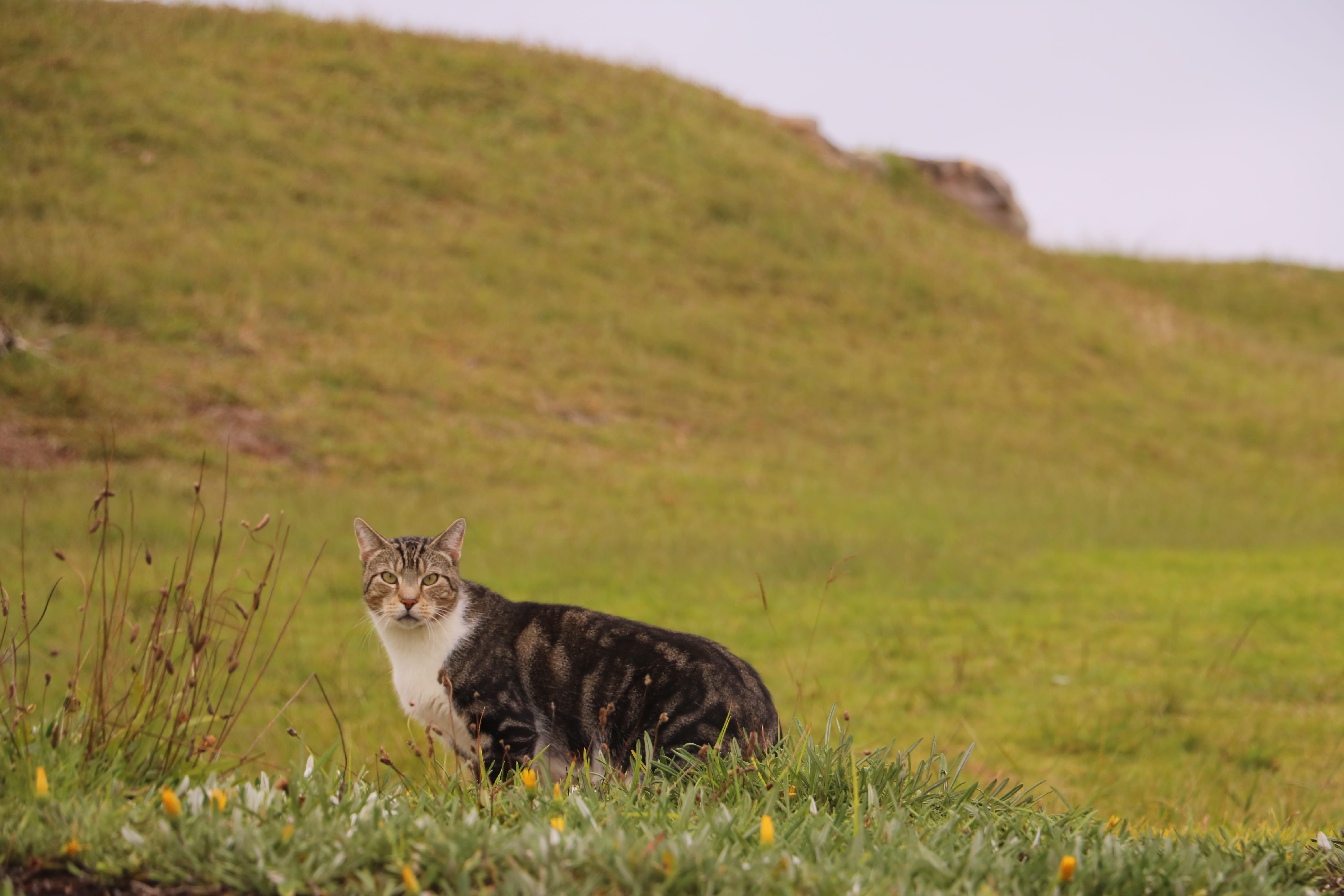 lynx, domestic cat, one animal, animal themes, landscape, whisker, pets, sitting, panther, pet, animal, countryside, dog, jaguar, kitten, portrait, land, HD Wallpaper