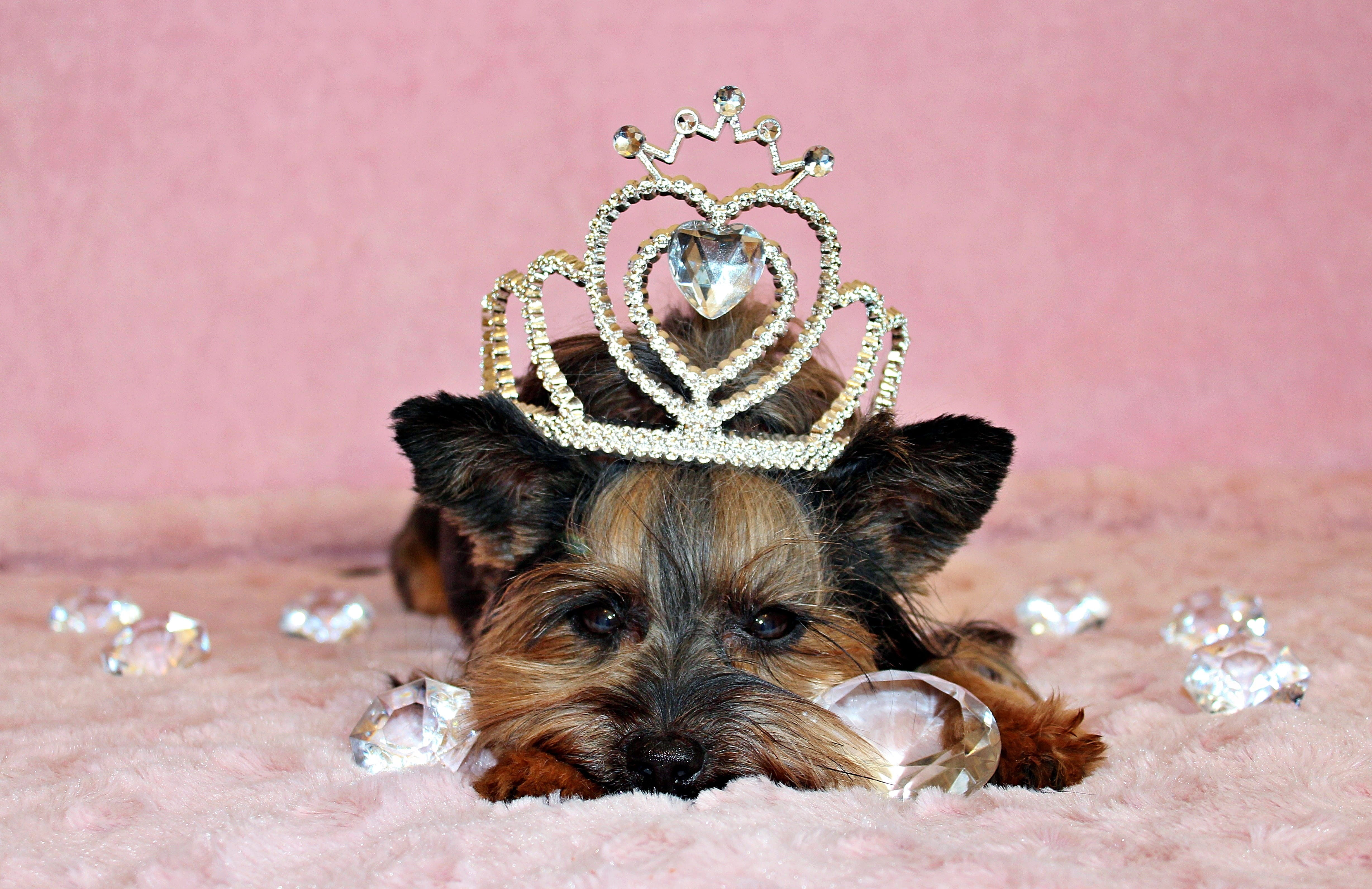 domestic animals, animal, small, colored background, diamond, canine, royalty, one animal, jewelry, animal themes, yorkshire terrier, studio shot, luxury, HD Wallpaper