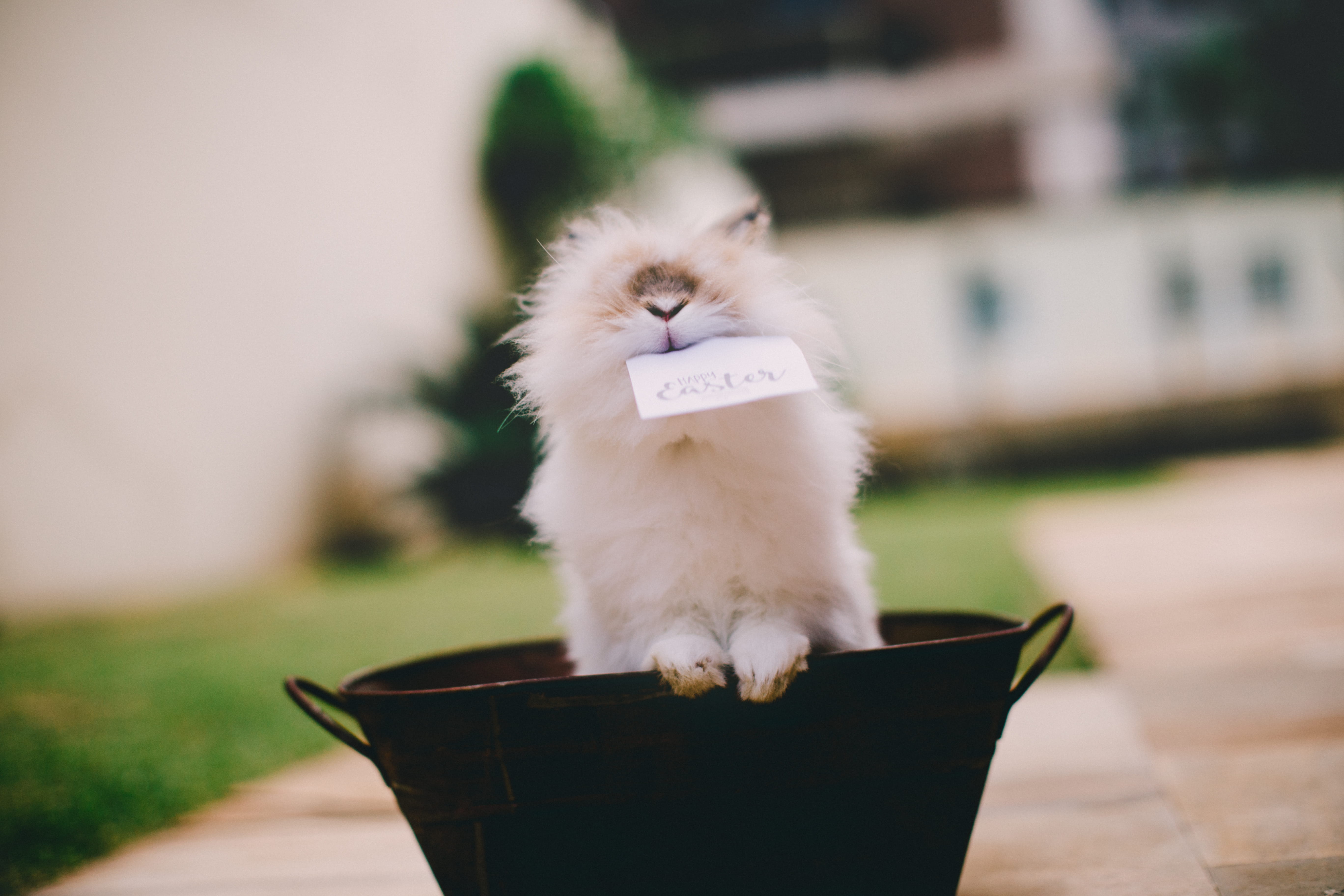 one animal, no people, canine, diamond, finger, handrail, angora, cat, manx, vertebrate, domestic animals, 5K, animal, container, gemstone, white, dog, HD Wallpaper