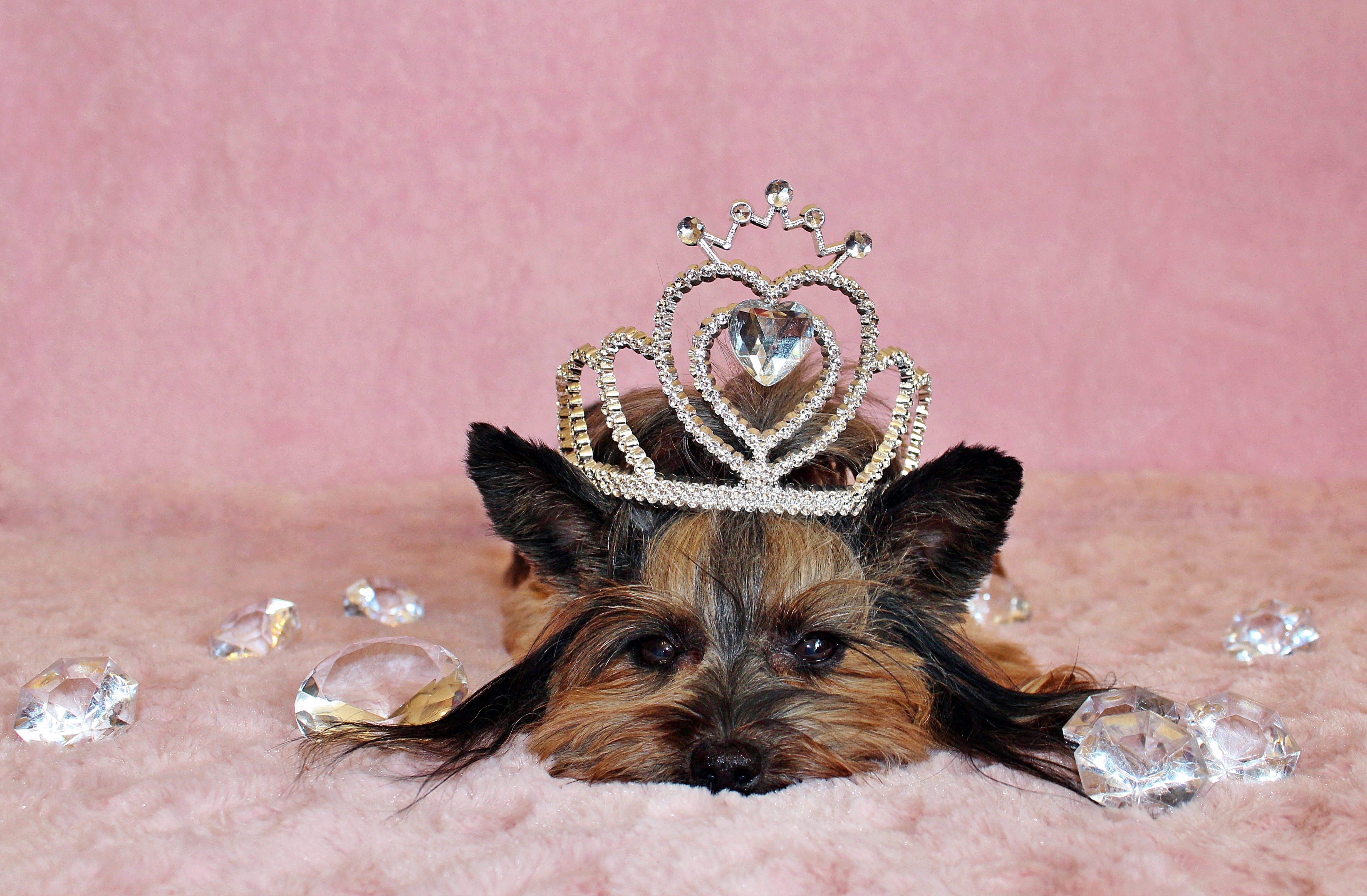 looking at camera, pets, animal themes, domestic animals, domestic, mammal, dog, animal, 4K, lap dog, crown, diamond, yorkshire terrier, canine, small, HD Wallpaper