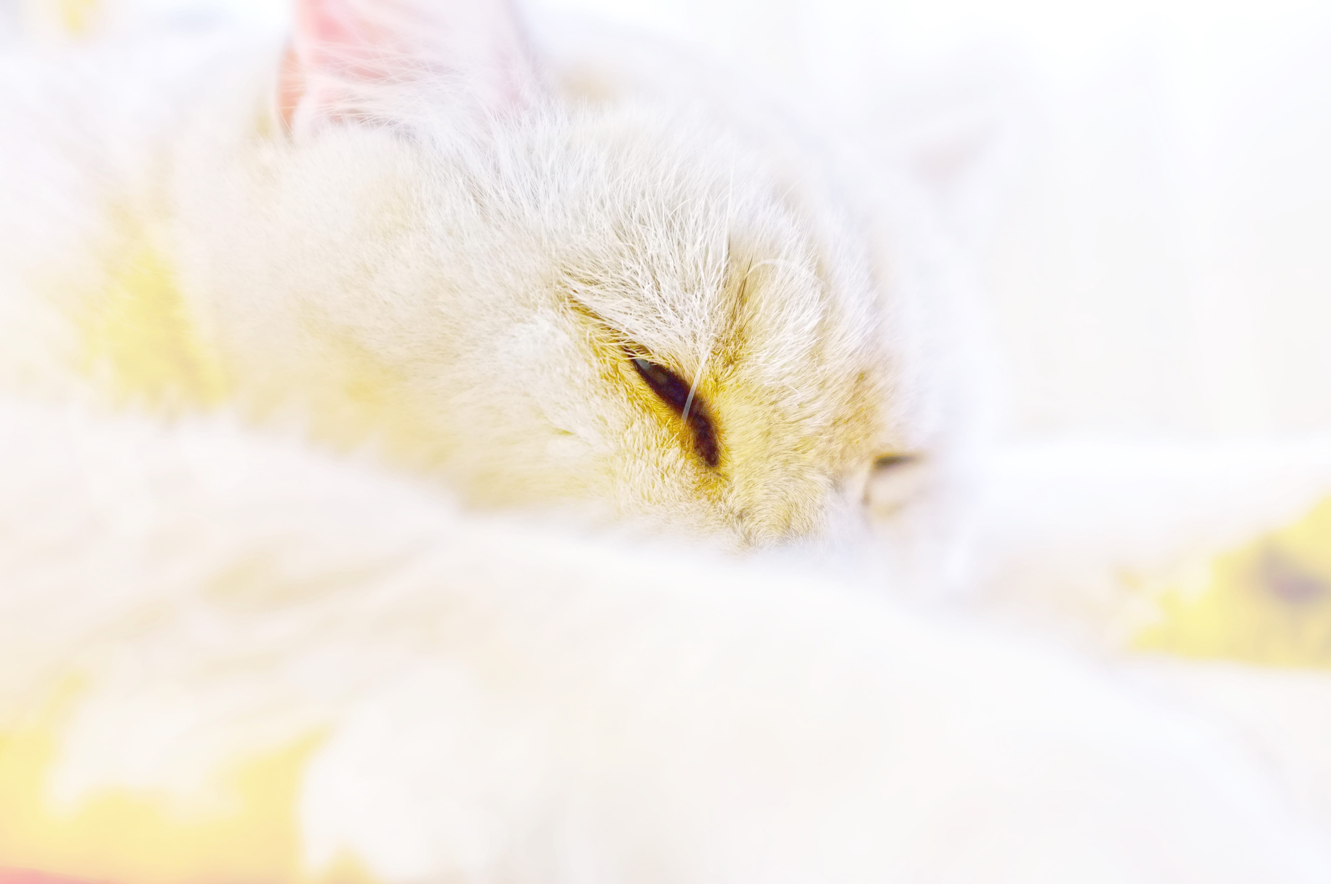whisker, animal body part, small, angora, softness, accessories, selective focus, close-up, domestic animals, relaxation, cat, cozy, pet, beak, diamond, HD Wallpaper