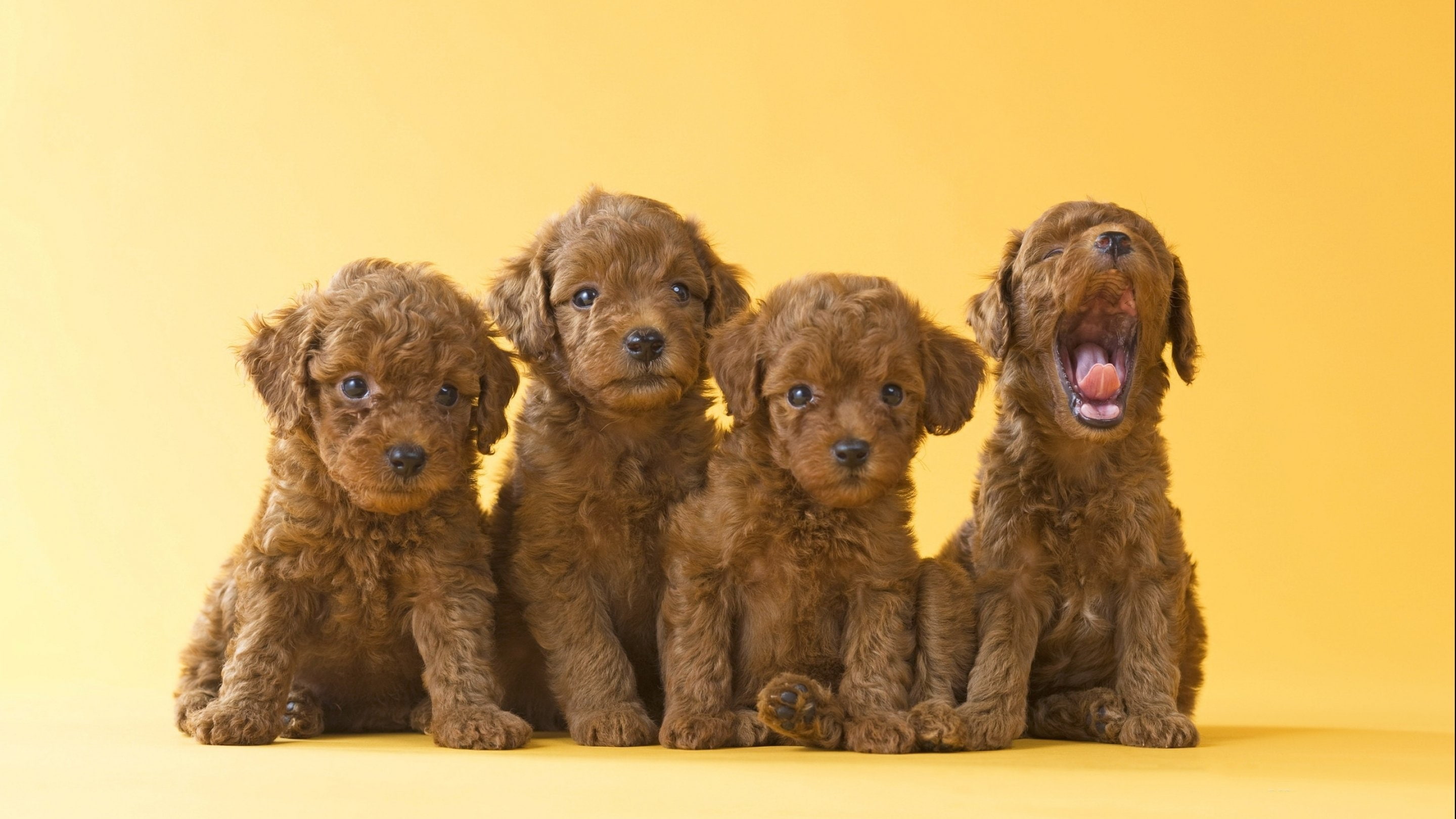 puppy, domestic animals, pets, poodle, young animal, indoors, no people, canine, portrait, d, looking at camera, colored background, dogs, yellow, domestic, HD Wallpaper