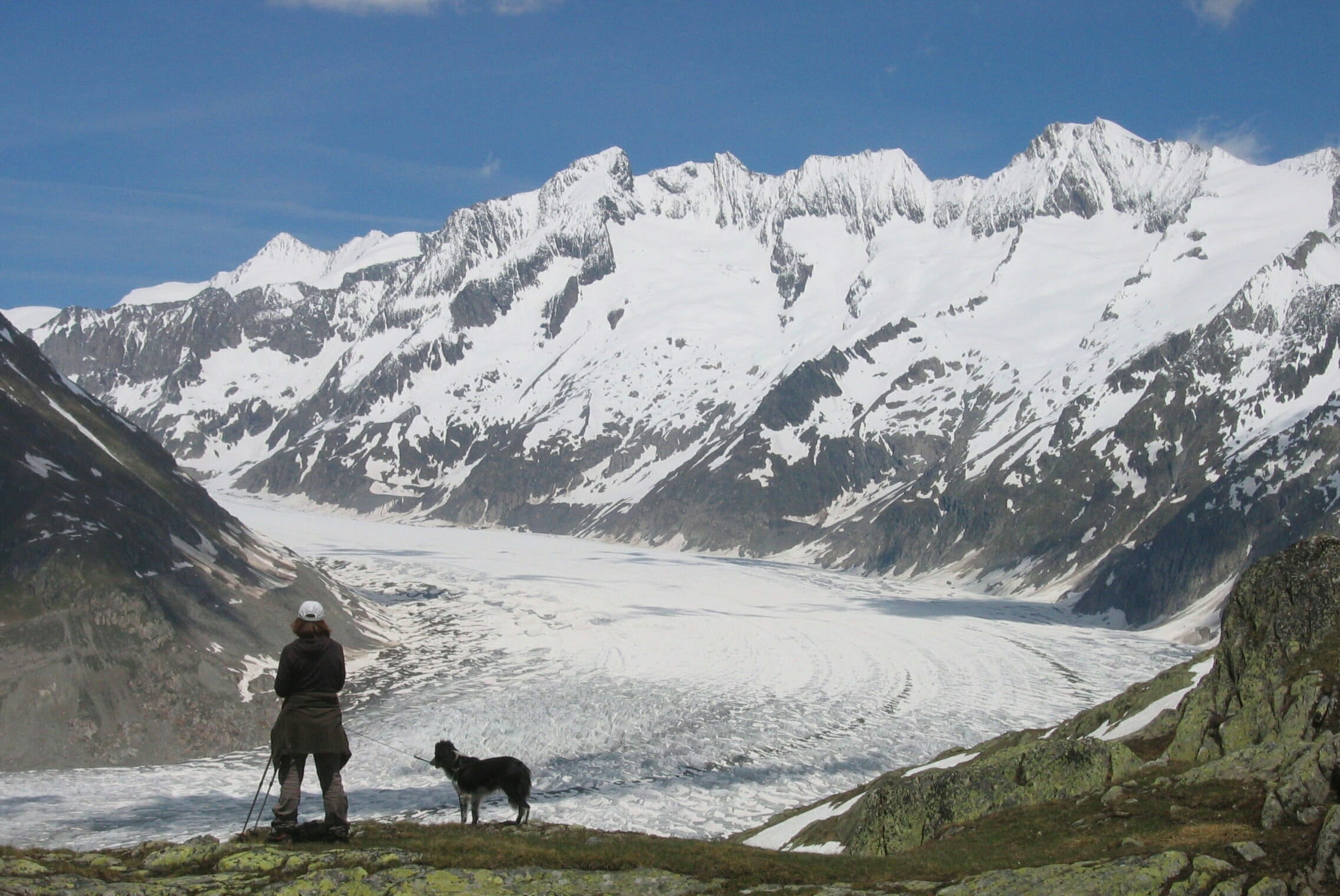snowcapped mountain, landscape, mountain range, summit, domestic animals, scenics - nature, Aletsch Glacier, winter, dog, animal, one animal, domestic, HD Wallpaper