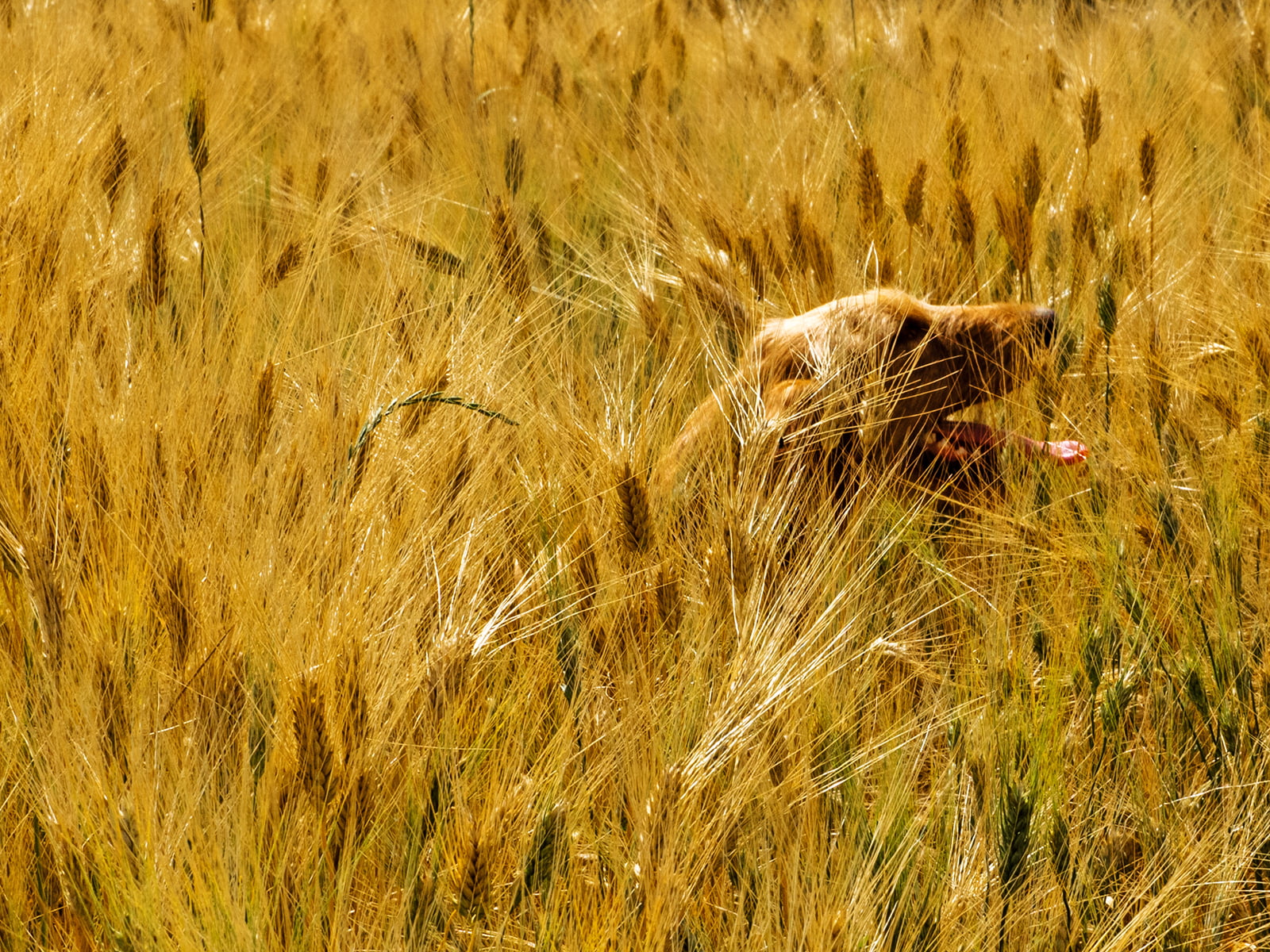 720P, wildlife, pets, domesticated animals, brown dog, grass, Circello, Zuiko, mammal, carnivore, hunting dog, middle, field, nature, wheat, F2.8, brown, HD Wallpaper