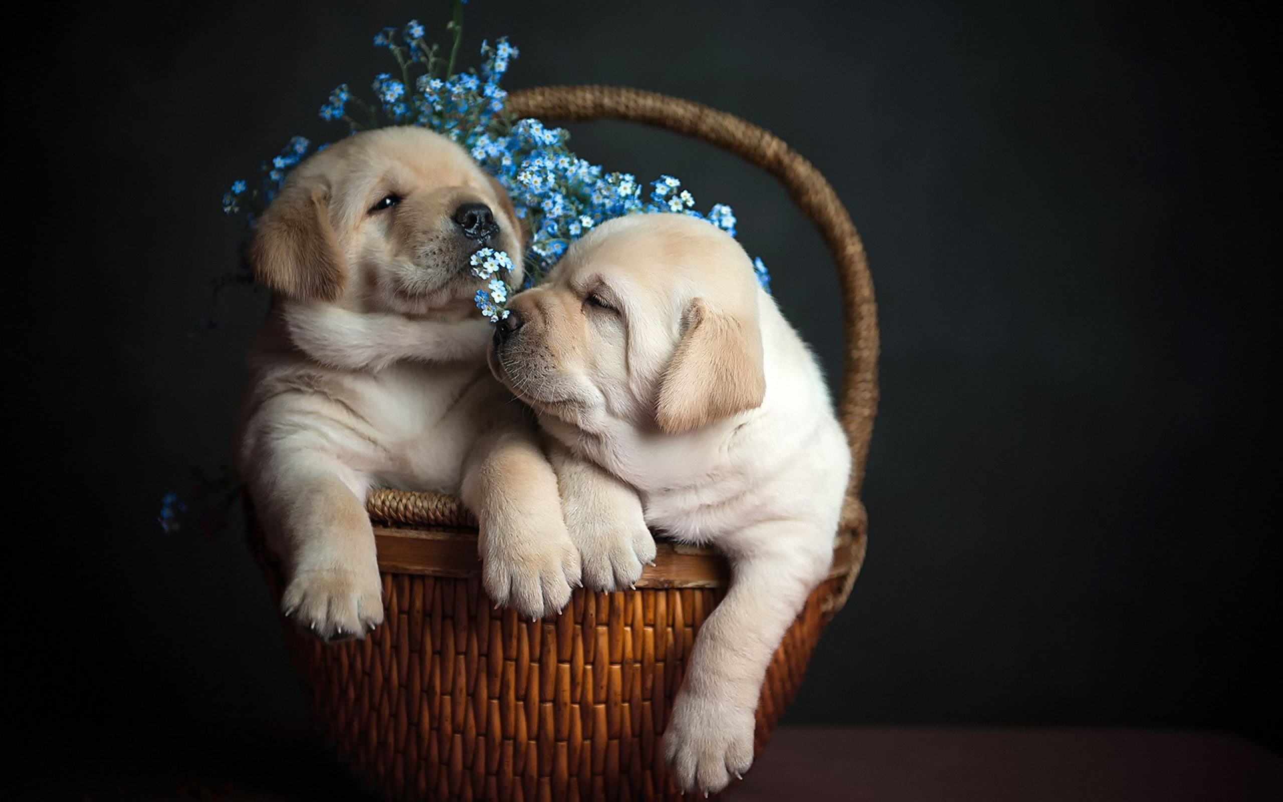 puppies, dog, puppy, baby, 2K, d, dogs, HD Wallpaper