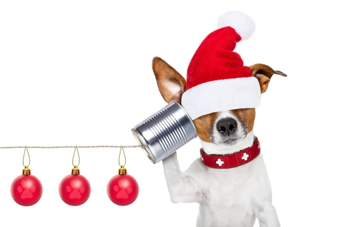 canine, domestic animals, white, :D, ball, christmas ornament, 480P, one animal, celebration, santa, no people, animal, christmas, copy space, dog, craciun, HD Wallpaper