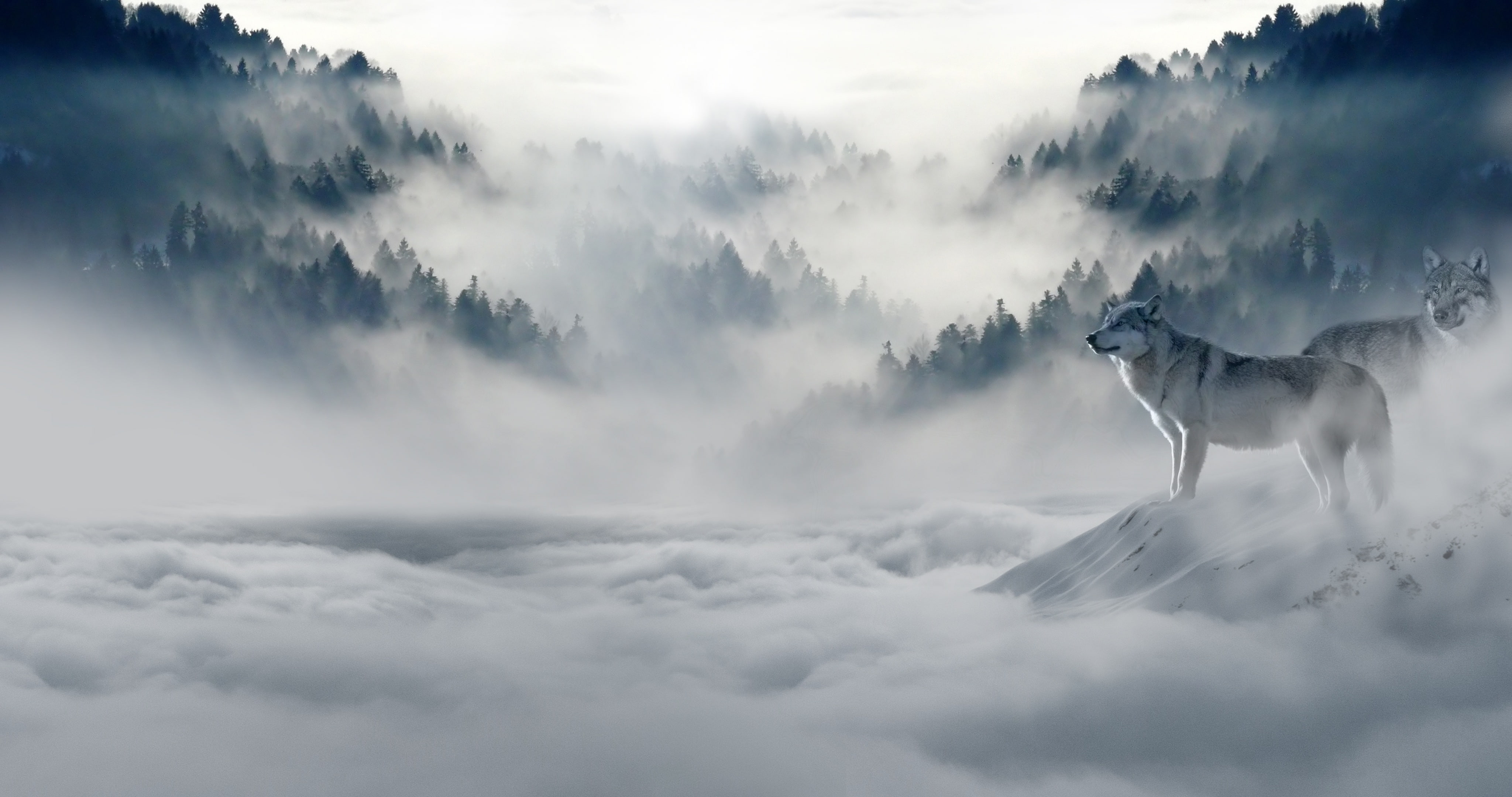 cold, trees, snow, mountains, wolf, mist, 4K, nature, HD Wallpaper