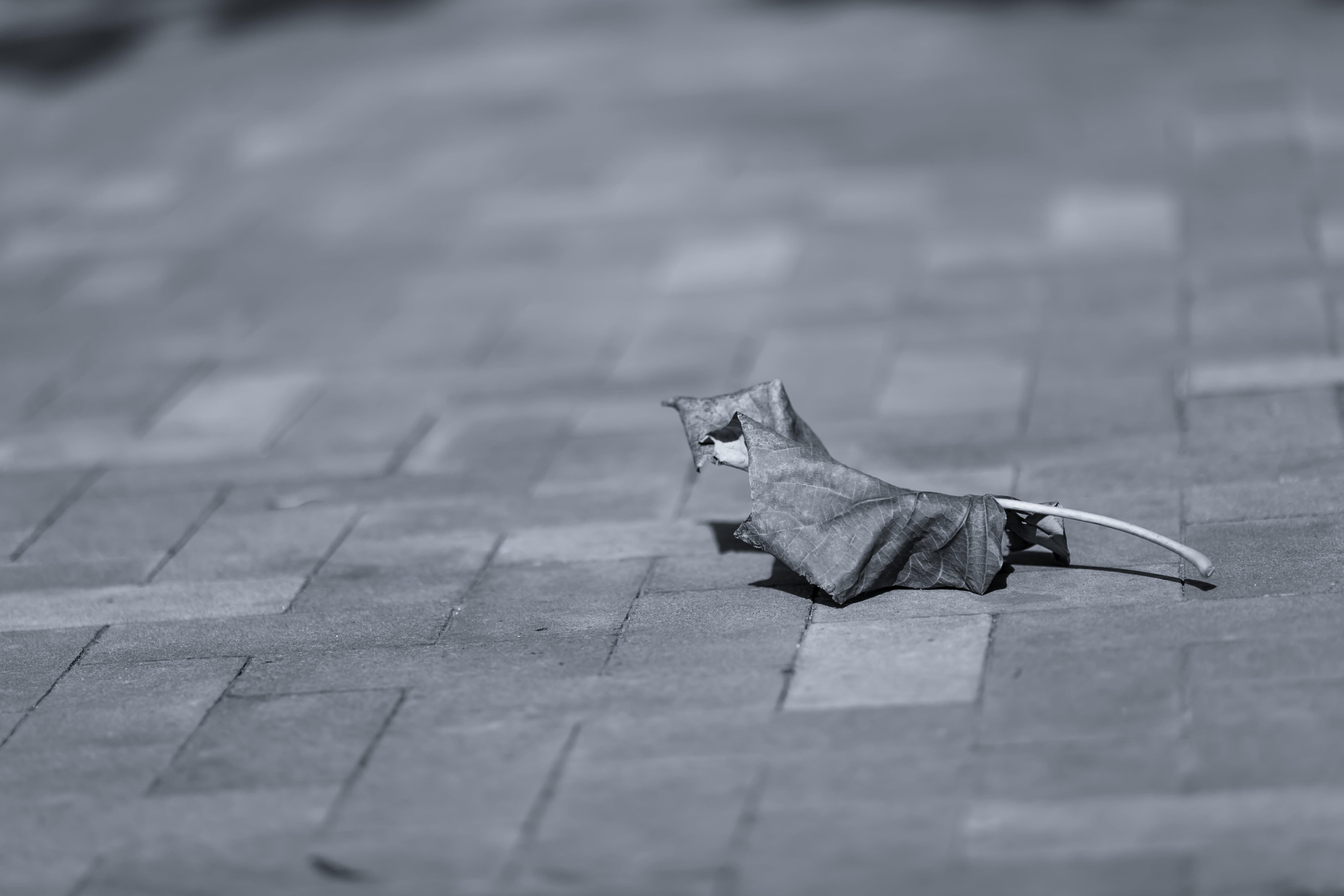 gray, vertebrate, items, day, paver, paving stone, wilted, street, animal themes, nature, cat, leaf, pets, outdoors, scale, tiled, selective focus, stone, HD Wallpaper