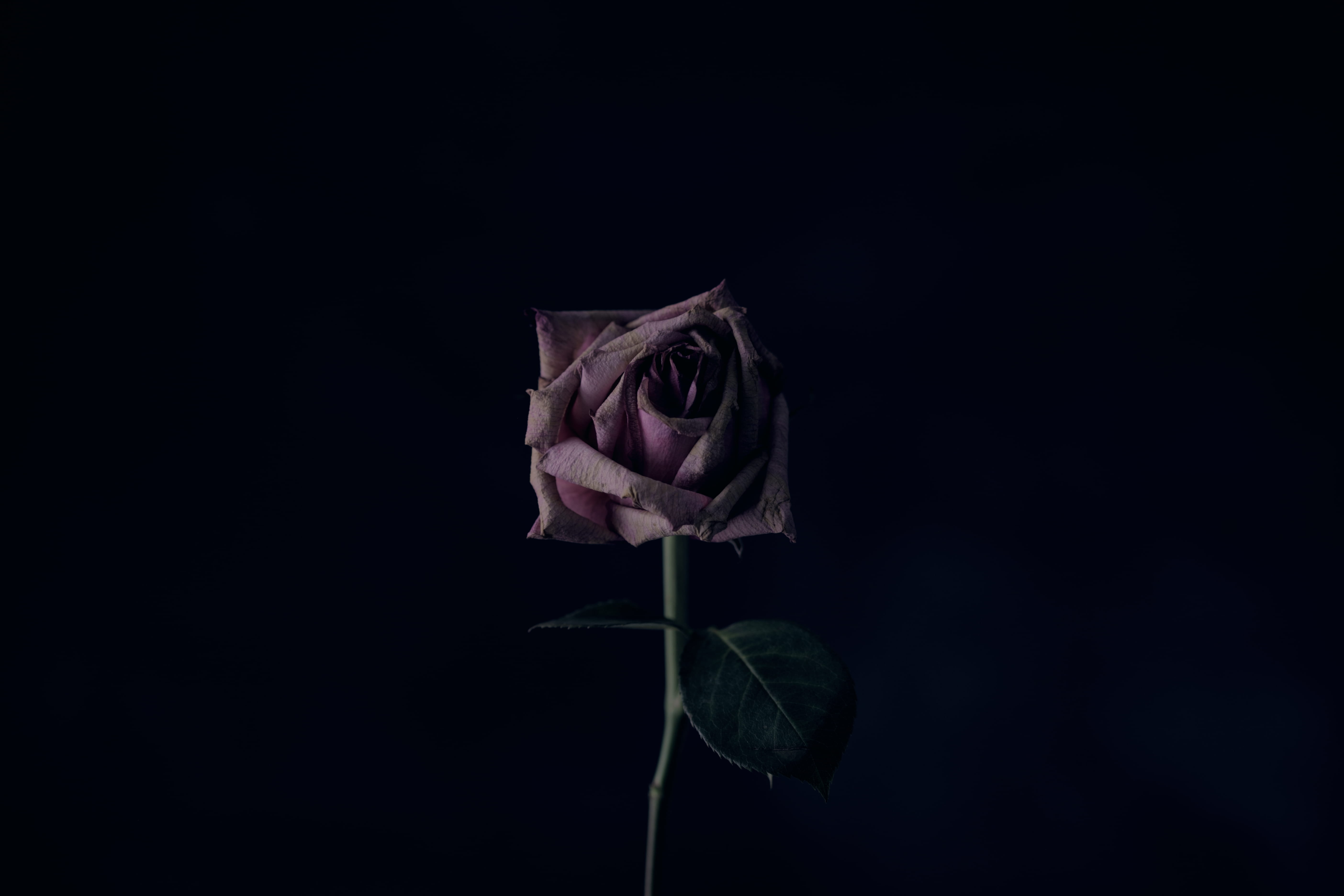 5K, no people, black background, flower, wilted plant, plant part, crumpled paper ball, rose, vulnerability, nature, leaf, petal, floral, moody, flowering plant, HD Wallpaper