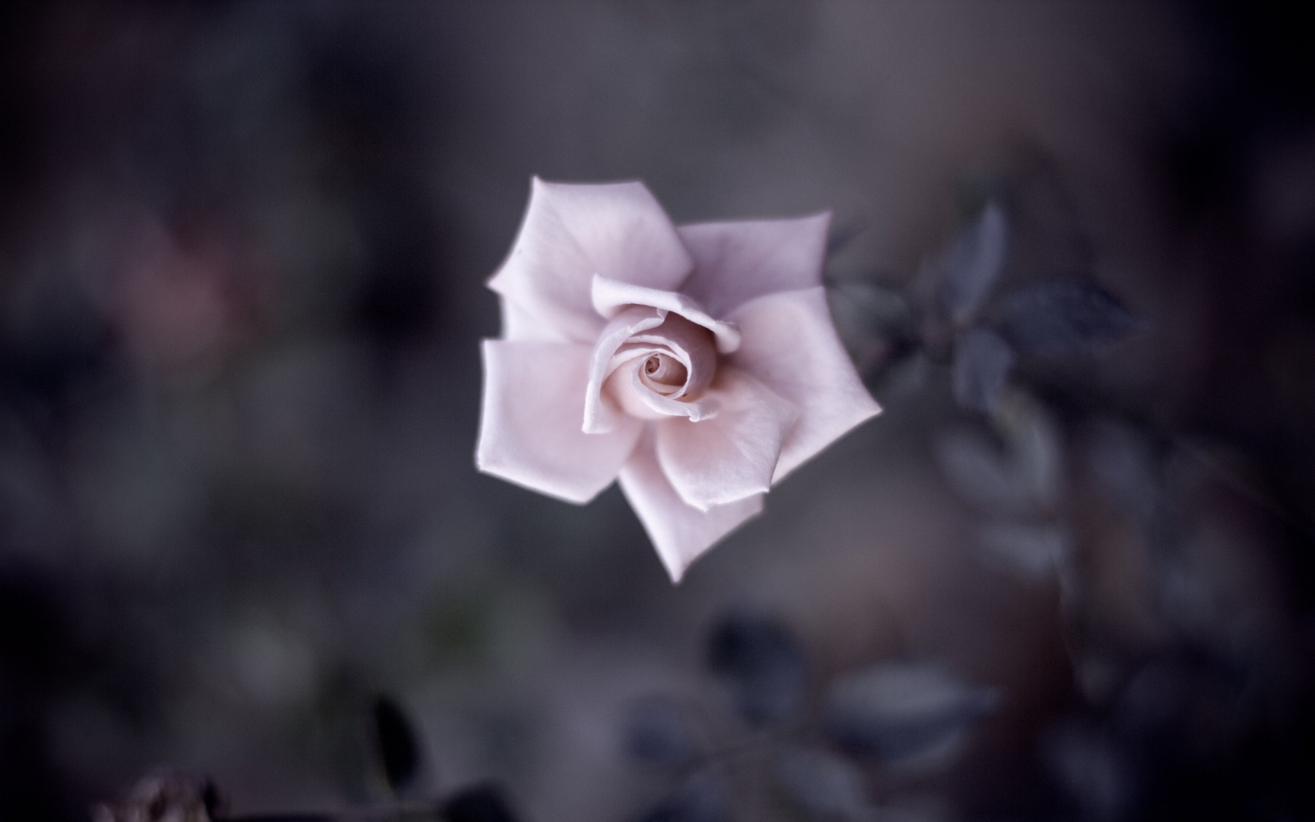 flower head, rose - flower, petals, paper, Flower Petals, flower, leaves, nature, plant, selective focus, Detailed, vulnerability, close-up, crumpled paper ball, HD Wallpaper