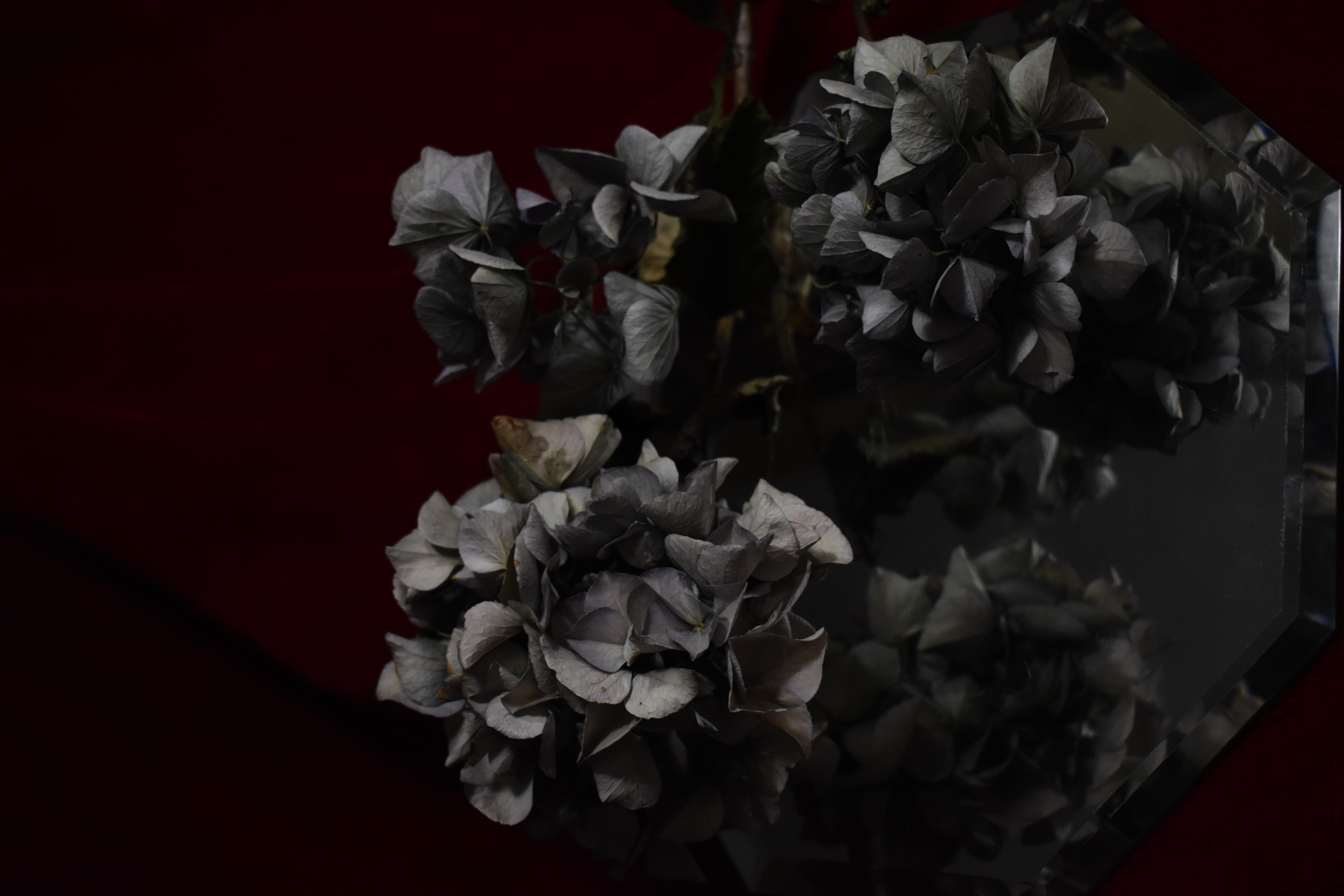 dry, mirror, wilted plant, petal, crumpled paper ball, rose, dark, nature, rose - flower, flower, flower head, inflorescence, flowering plant, beauty in nature, HD Wallpaper