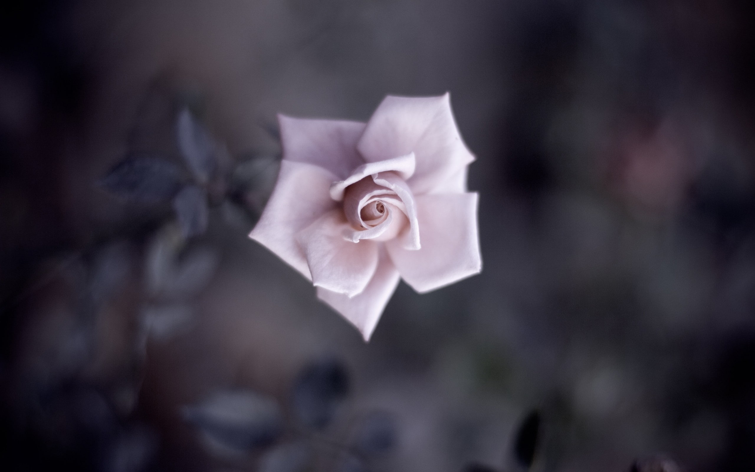 close-up, paper, petal, crumpled paper ball, nature, fragility, Flower, flower head, plant, rose - flower, Gentle, no people, rose, beauty in nature, Light, HD Wallpaper